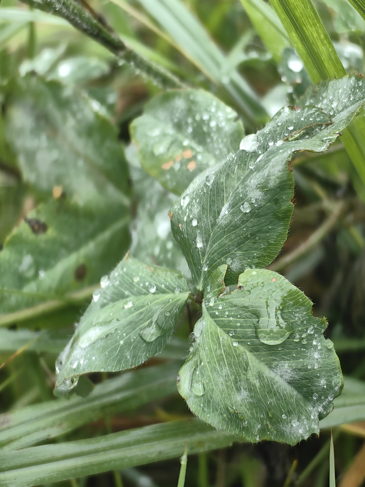 A close-up, eye-level shot focuses on a cluster of green clover leaves after a rain shower. Water droplets, some large and spherical, others smaller and dispersed, cling to the textured surfaces of the leaves. The leaves are slightly wilted, with visible veins and a fuzzy texture, particularly on the lower leaf. Some darker spots are visible on the leaf surfaces, possibly from wear or a mild fungus. The background is a soft blur of more green foliage, including blades of grass, suggesting an outdoor, natural environment. The overall impression is one of freshness and the aftermath of rain. The image does not depict any specific urban or recognizable landmark within Prini, India.