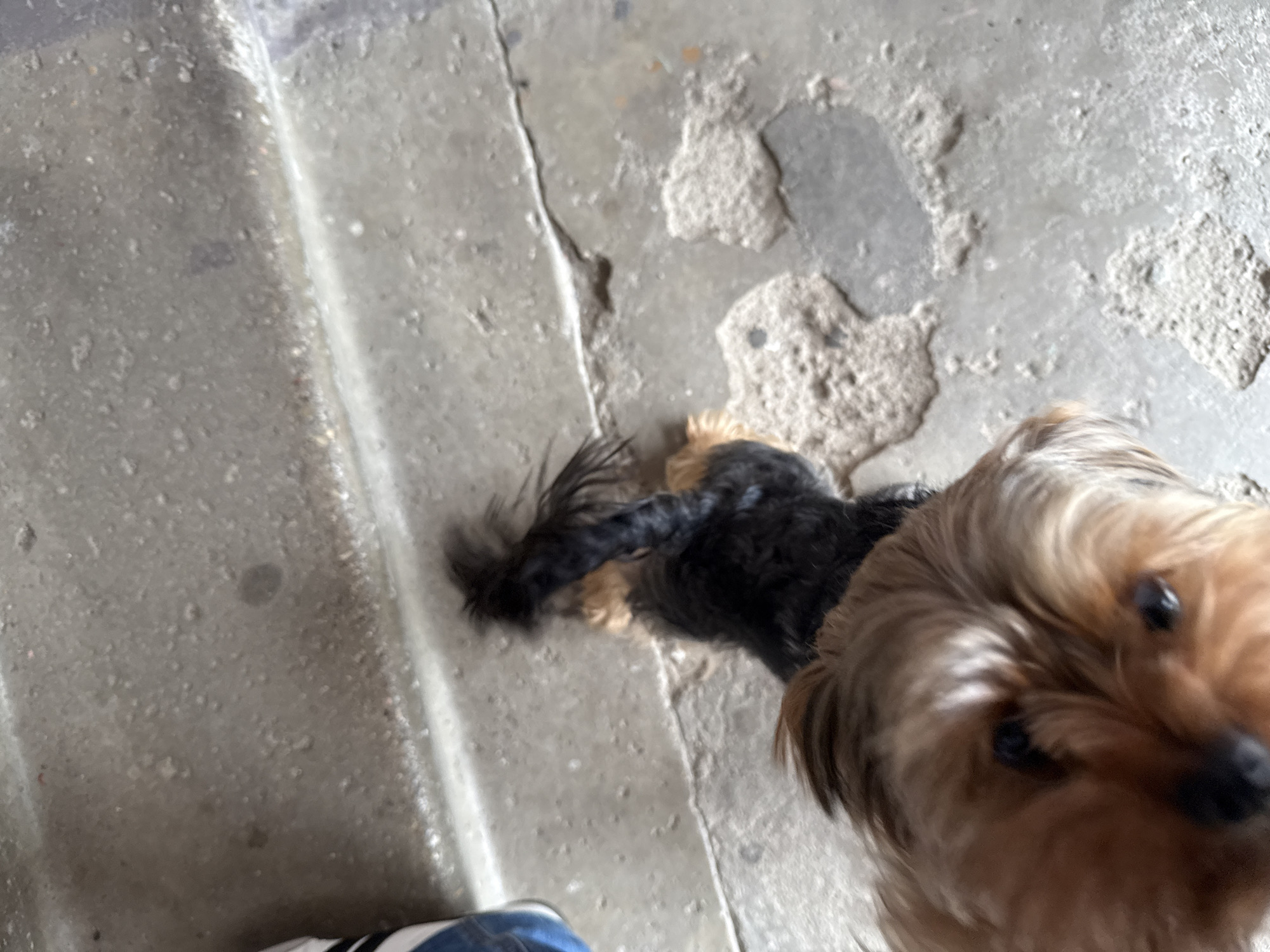The image shows a close-up view of two Yorkshire terriers on a weathered concrete surface, likely a sidewalk or pavement, in Rudamina, Lithuania. The dog in the foreground is brown and tan, with its face blurred and directed towards the camera. Behind it, a smaller black and tan dog is partially visible, with its tail raised and fluffy. The concrete surface appears worn and textured, with visible cracks and some sandy debris scattered around. A blue and white shoe is visible in the upper left corner of the frame, suggesting the presence of a person. The lighting suggests it is daytime.
