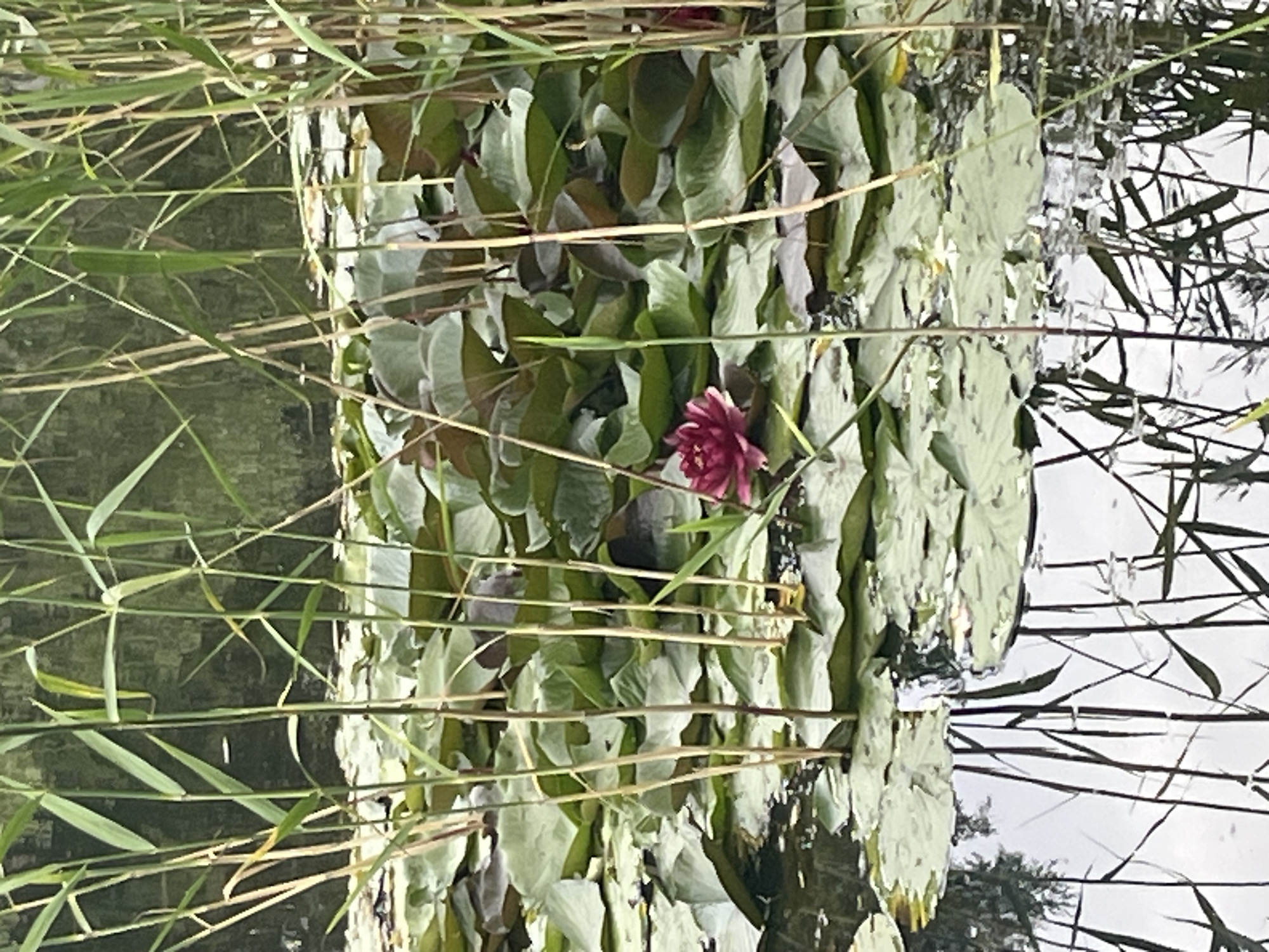 This image shows a close-up view of a pond in Vladimirovka, Russia. The pond is covered with numerous lily pads, some of which are dark green and others are lighter green, with some showing hints of red underneath. A single deep pink water lily is in bloom, nestled among the lily pads. Tall, thin reeds and grasses surround the pond and appear to be growing out of the water, partially obscuring the lily pads and flower. The water's surface reflects the sky and the surrounding vegetation, creating a dappled, shimmering effect. The overall impression is of a serene natural setting.