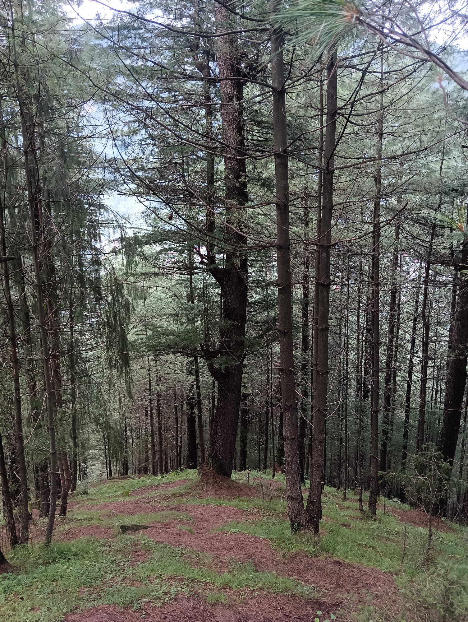 The image depicts a dense forest scene, likely in the city of Chhyal, India, characterized by numerous tall, slender pine trees. The ground is covered with a mix of green grass and reddish-brown pine needles, forming a somewhat uneven terrain with visible paths or trails. The trees are tightly packed, creating a feeling of depth and a shaded environment. The canopy of the trees is thick, with light filtering through in some areas, revealing glimpses of the sky and distant hills or mountains. There are no people or animals visible in the image. The overall atmosphere is one of natural wilderness and tranquility.