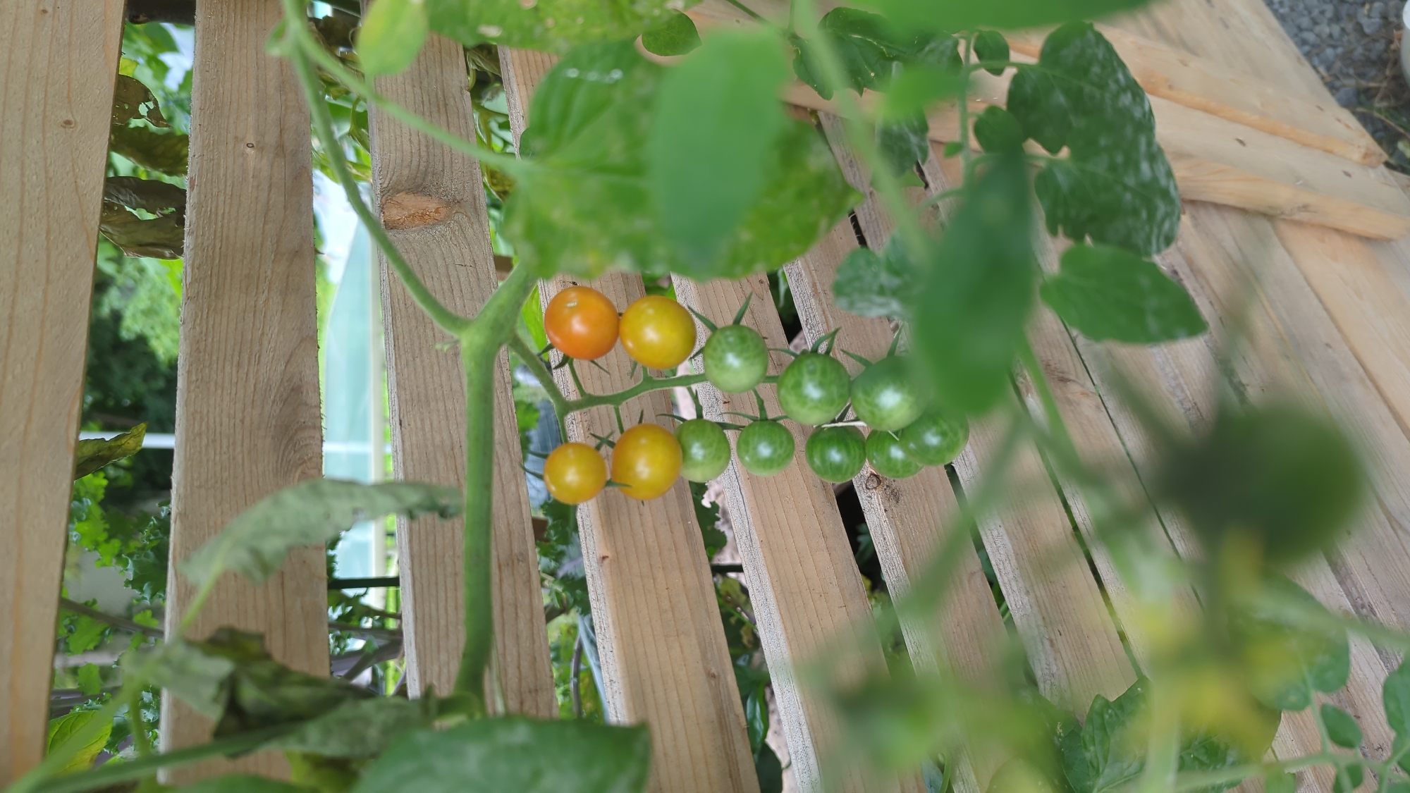 A cluster of cherry tomatoes, some ripe yellow and orange, others green and unripe, hangs from a vine against a backdrop of weathered wooden slats. The vine is part of a tomato plant, with its green leaves partially obscuring the view. The wooden structure appears to be a fence or planter box. In the background, blurred greenery and a glimpse of what may be a table with a green surface suggest an outdoor setting. The image was taken in Montreal, Canada.