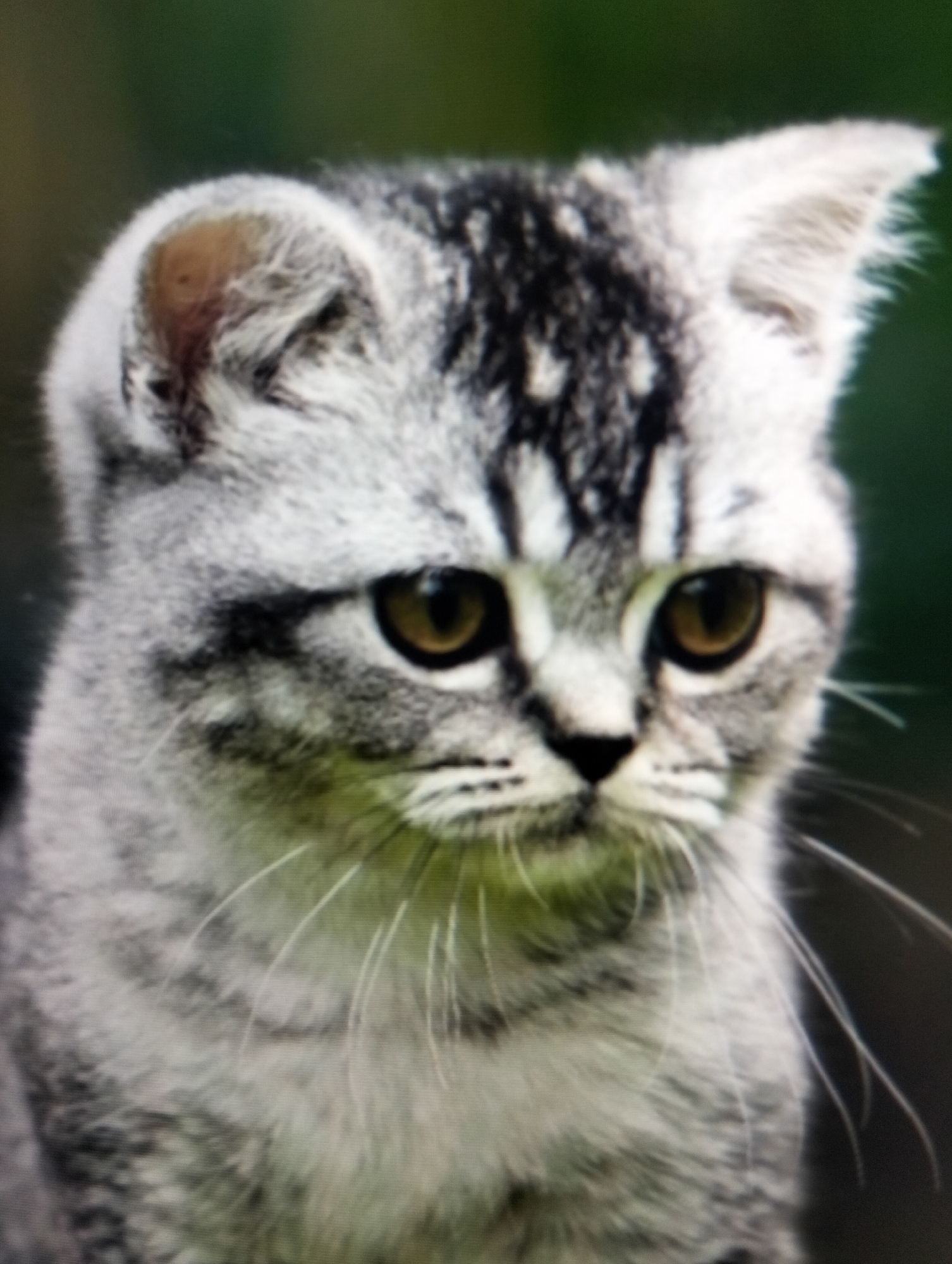 The image is a close-up, slightly blurred photograph of a young cat's face. The cat has gray and black tabby markings, with striking amber eyes. Its fur is fluffy, particularly around its ears and cheeks. The background is a soft green, suggesting an outdoor environment. The location of Payagaboh, Indonesia is not discernible from the image.