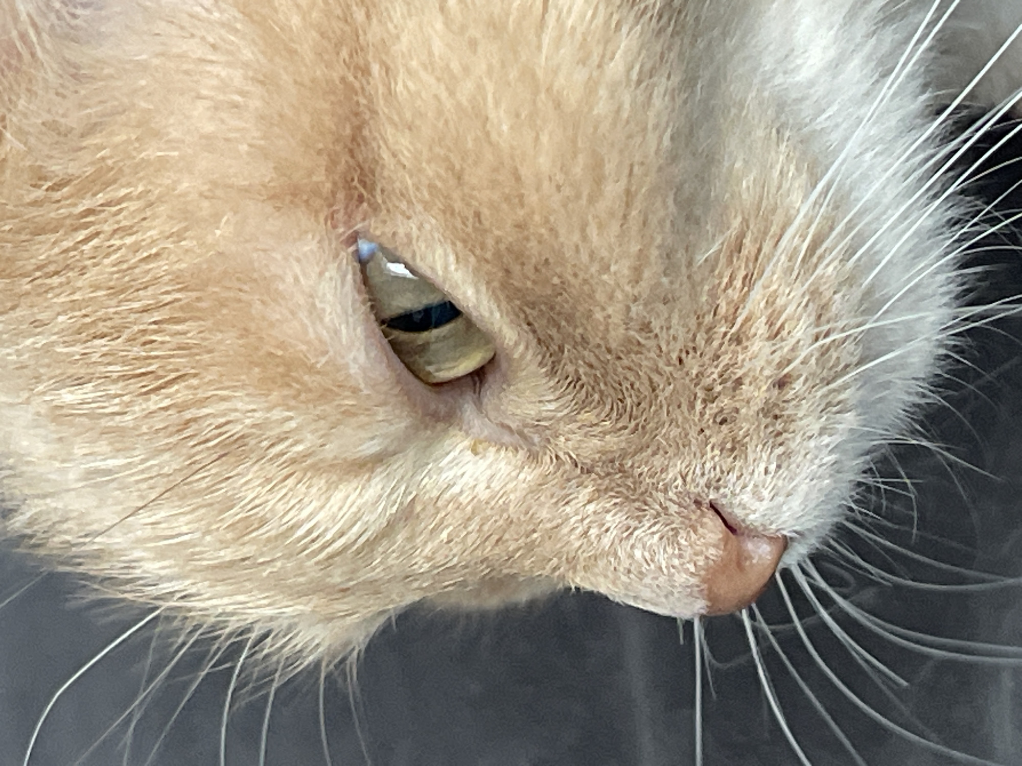 The image displays a close-up, profile view of an adult domestic cat's head. The cat exhibits a predominant orange-ginger fur coloration, with lighter, cream-colored fur visible around its muzzle and chin area. Its left eye is open, revealing a yellow-green iris with a vertically oriented black pupil, reflecting a distinct light source. The pink, leathery nose is visible, along with numerous long, white vibrissae (whiskers) extending from the muzzle. The cat's fur appears dense and well-groomed. The background is uniformly dark gray to black, completely out of focus, providing no discernible environmental details. No other subjects or objects are present, and no specific action or interaction is depicted. The exact location within the city of Chaikovsky, Russia, cannot be determined from the visual information provided in the image.