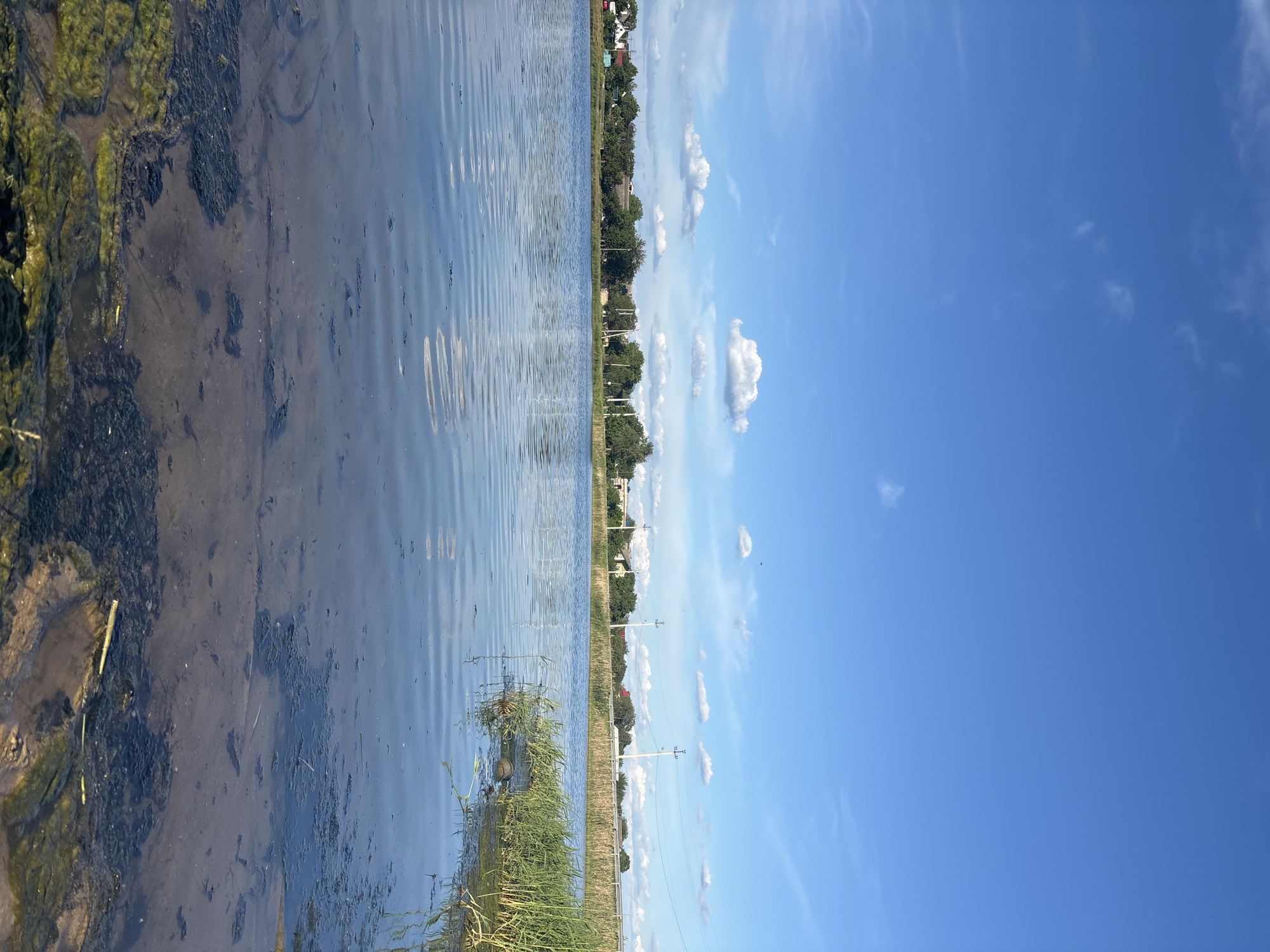 The image depicts a body of water with algae and plant life along its edge. The water reflects the sky, which is blue with scattered white clouds. Beyond the water, there is a grassy area with power lines, followed by trees and a few buildings. The location appears to be a rural or suburban area.