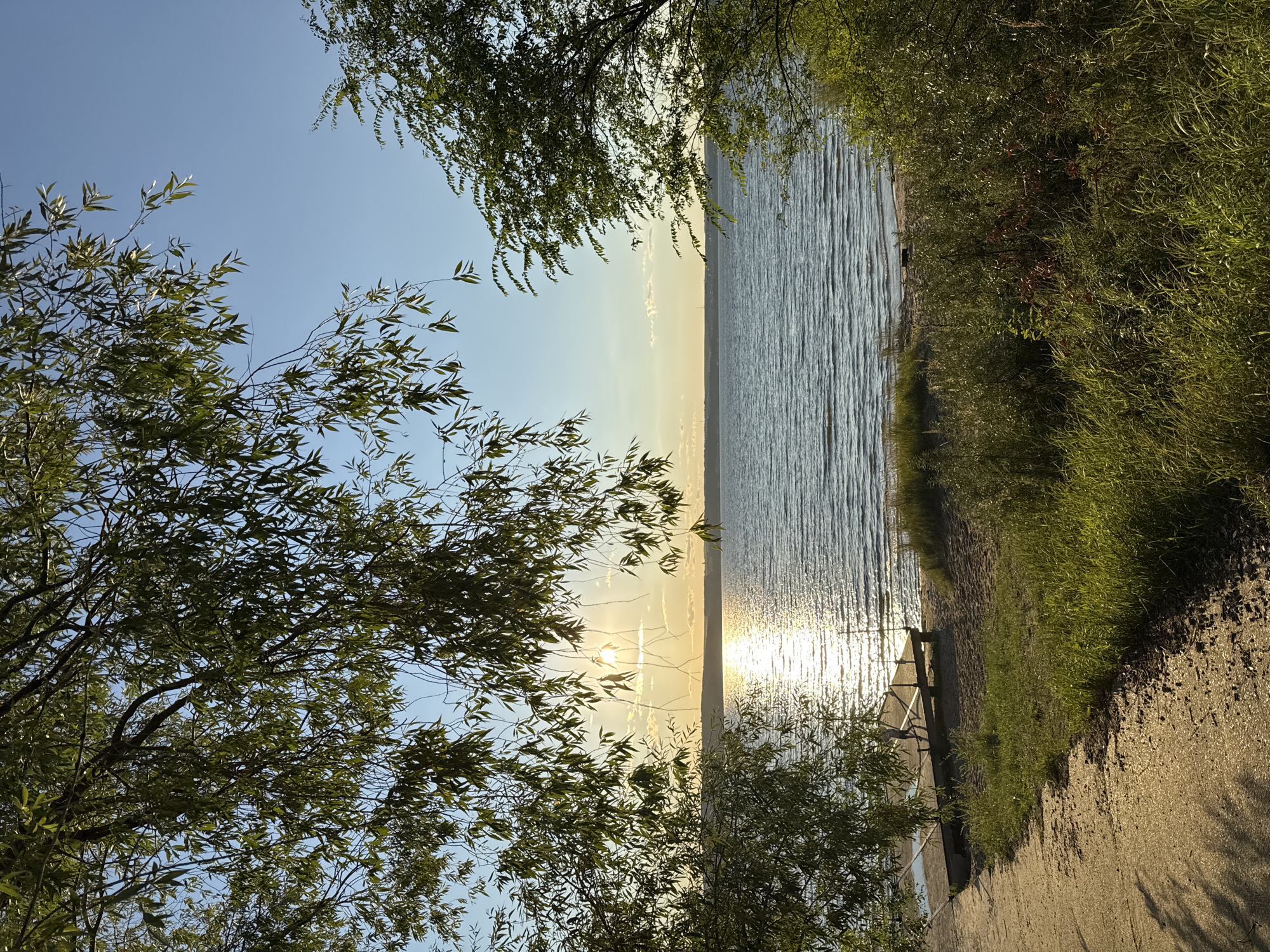 This image depicts a serene lakefront scene in Matyushino, Russia, likely during late afternoon or early evening, given the low angle of the sun. In the foreground, a pathway made of concrete or packed earth leads from the lower left towards a sandy beach. Lush green grass and vegetation grow alongside the pathway and on the beach.
Dominating the left side of the image are the drooping branches of a willow tree, their leaves creating a natural frame for the view. On the right, the branches of another tree with smaller, more serrated leaves also contribute to the framing.
The lake stretches across the midground, its surface rippling with gentle waves. The sun, partially obscured by the willow branches, casts a bright, shimmering reflection on the water. A small wooden dock extends from the sandy shore into the lake. A lone figure, appearing to be a person, stands on the dock.
In the distance, a faint line of land is visible on the horizon, under a clear blue sky with a few wispy clouds. The overall atmosphere is tranquil and natural.