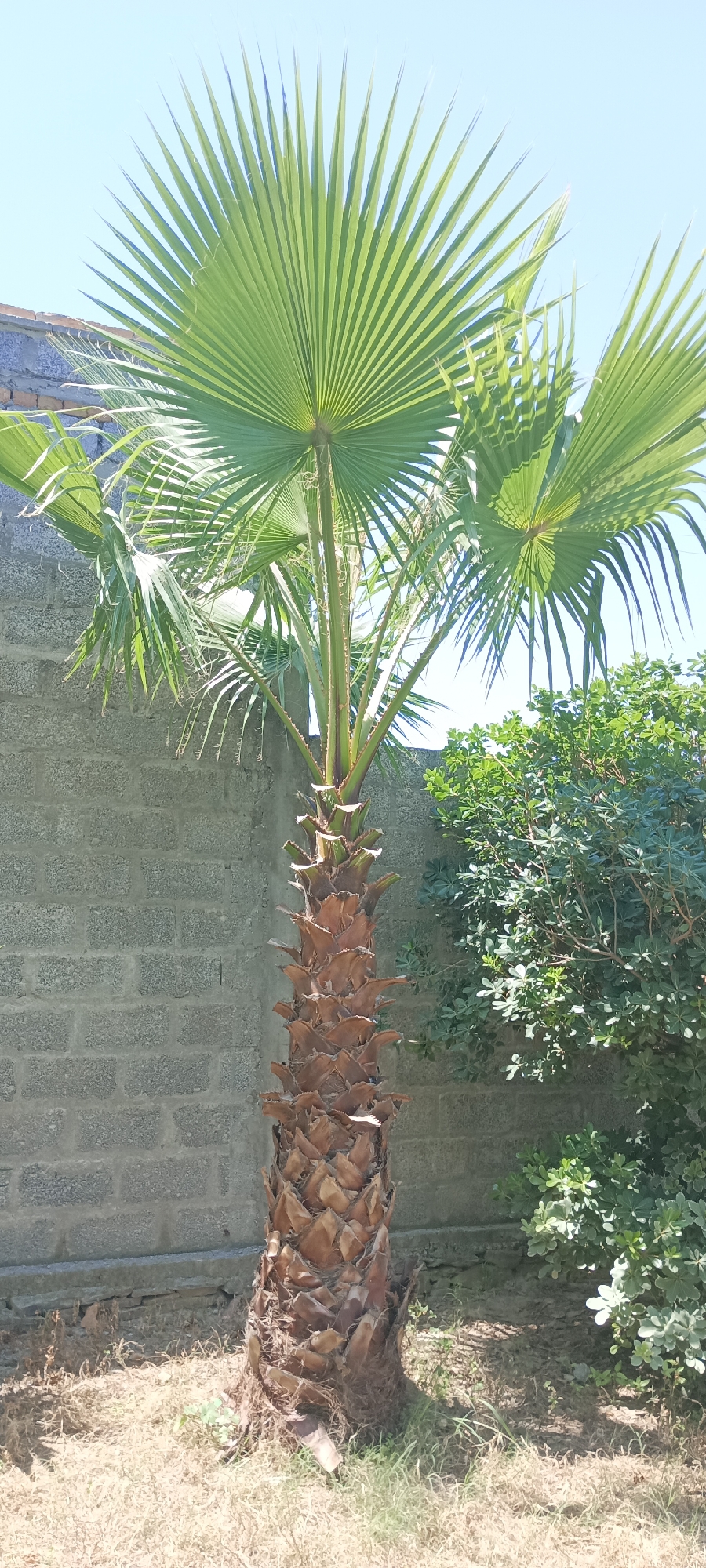 The image depicts a young palm tree in Alam Khan Kalay, Pakistan. The tree has a robust, brown trunk covered in the remnants of old fronds and a crown of vibrant green, fan-shaped leaves. A gray brick wall forms the backdrop on the left. A green bush occupies the right side of the frame. The ground is covered with dry grass. The sky is light blue. The image appears to be taken during the daytime with bright sunlight.