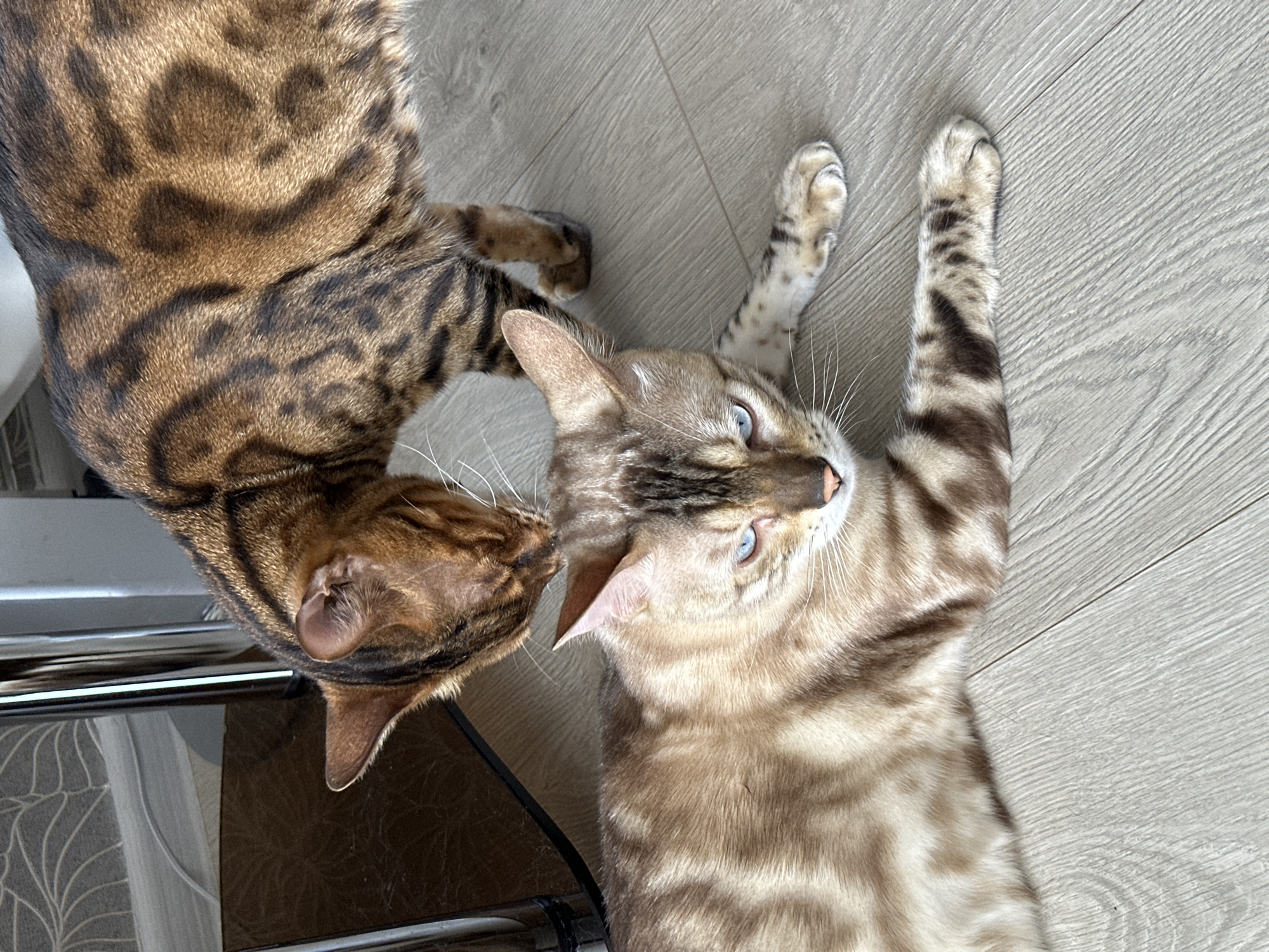 Two Bengal cats are on a light-colored wooden floor. One cat, in the foreground, is lying on its side with its head turned towards the viewer, displaying striking blue eyes and a light brown coat with dark brown spots and stripes. Its front paws are extended. The second cat, standing behind and to the right of the first, is leaning down and sniffing the head of the cat on the floor. This standing cat has a darker brown coat with distinct black rosettes. The background shows parts of furniture, including metal legs and a dark patterned surface, likely indoors. The image is taken from a high angle, looking down at the cats. The scene appears to be an interior domestic setting. There is no information available to determine the location within the city of Energetik, Russia.