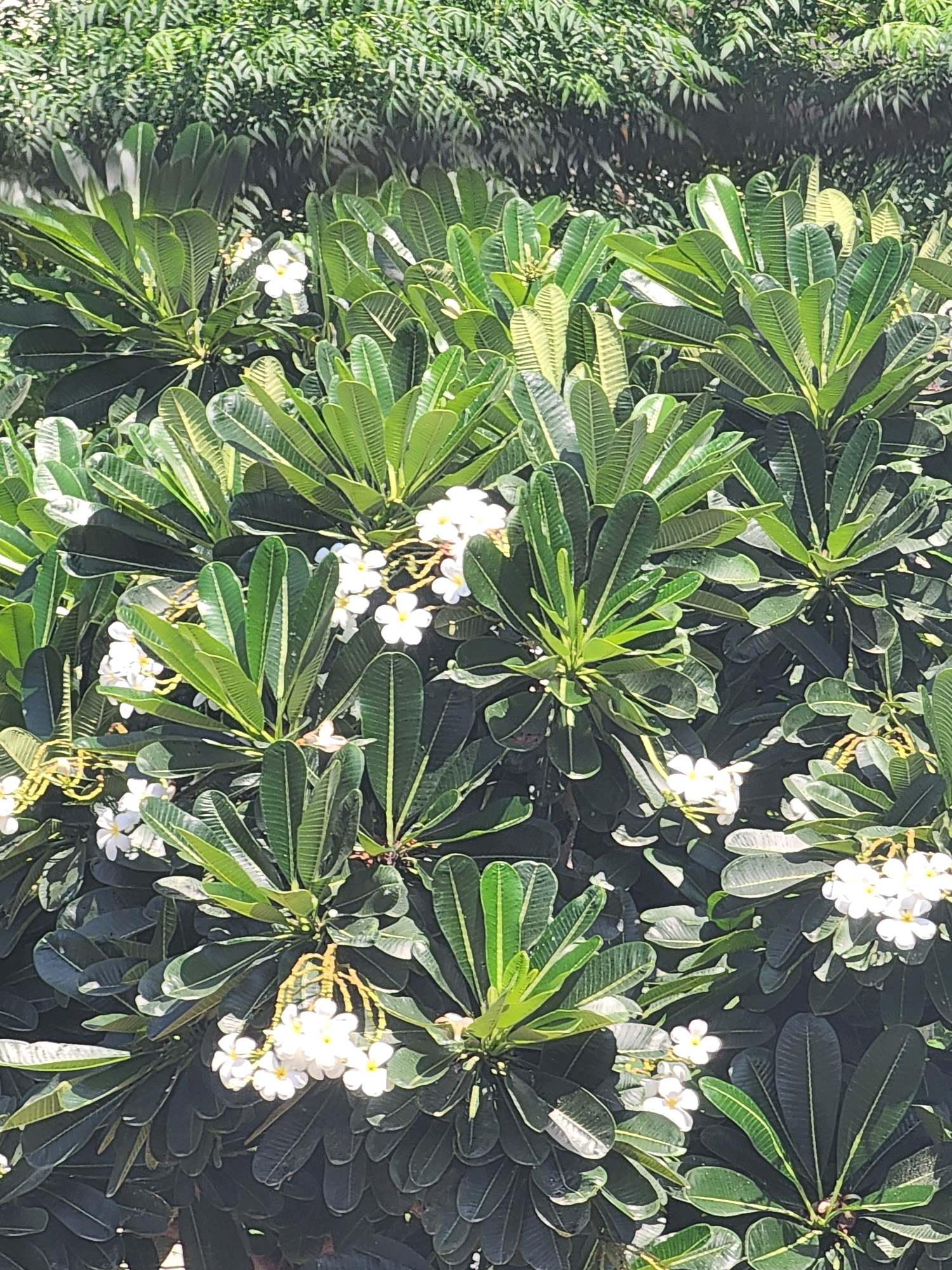 A close-up, vertical, eye-level shot captures a dense cluster of lush green foliage and white plumeria flowers. The leaves are broad and ovate with prominent veins, arranged in a spiral pattern around the stems. Several clusters of white, star-shaped plumeria flowers, some with yellow centers, are interspersed throughout the greenery. The lighting suggests it is daytime, with dappled sunlight illuminating parts of the leaves and flowers, creating contrasting shadows. The background is a blurred mass of darker green foliage, possibly a hedge or another dense planting, indicating an outdoor setting. The image is taken in an unknown city and location.