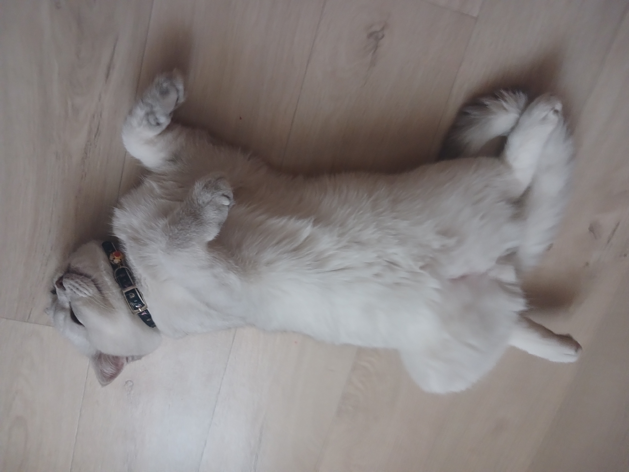 A white cat with a black collar lies on its back on a light-colored wooden floor. The cat is positioned diagonally in the frame. The location is Noviy, Russia.