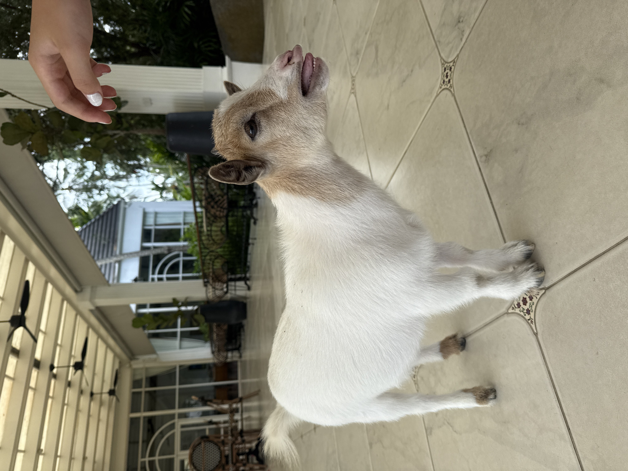 A pygmy goat stands on a tiled patio, its head turned to the right with its tongue sticking out. A human hand with white nail polish is visible in the upper right corner, reaching towards the goat. The background shows an outdoor seating area with white columns, ceiling fans, glass doors, and lush greenery, suggesting a resort or hotel setting in a tropical location. The floor is covered in light-colored tiles with decorative inserts at the intersections.
