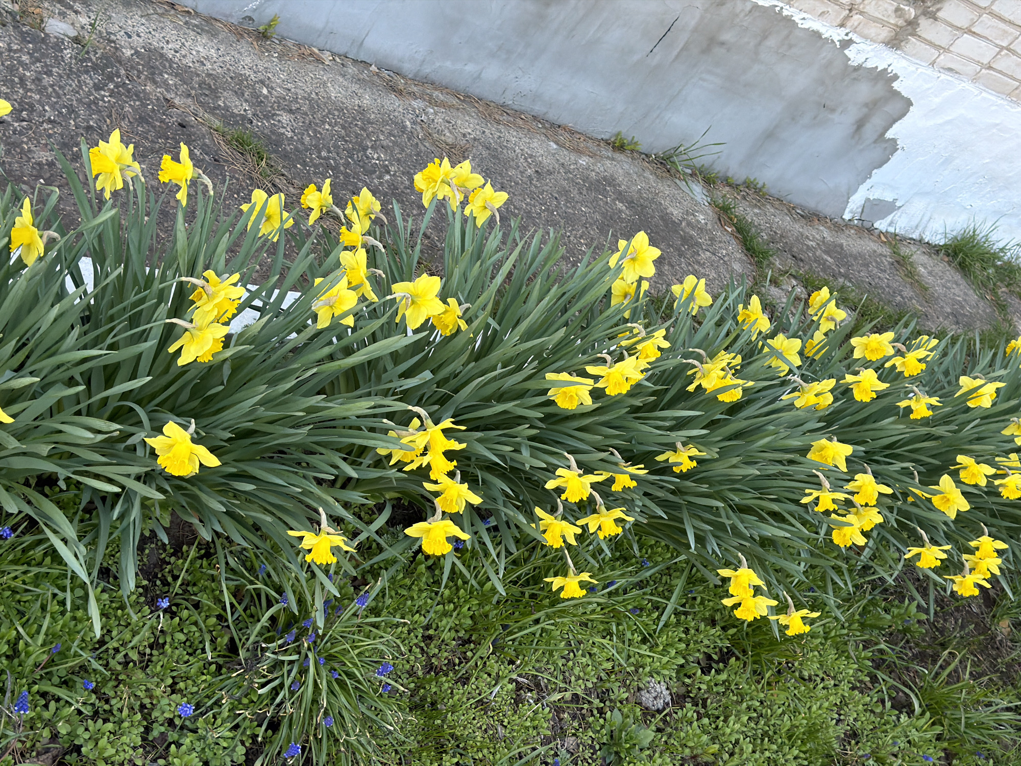A long, uneven row of bright yellow daffodil flowers stretches across the frame from left to right, planted at the base of a concrete retaining wall. The flowers are in full bloom, with their characteristic trumpet-shaped centers and surrounding petals. Their vibrant color stands out against the green foliage of their stems and the other smaller plants and grasses at ground level. Some tiny blue flowers are also visible among the green. The concrete retaining wall appears aged and slightly damaged, with patches of white paint peeling off. The wall sits at an angle, suggesting a slope or incline behind it. The image is taken at a close range, providing a detailed view of the plants and the wall. The location is Chaikovsky, Russia.
