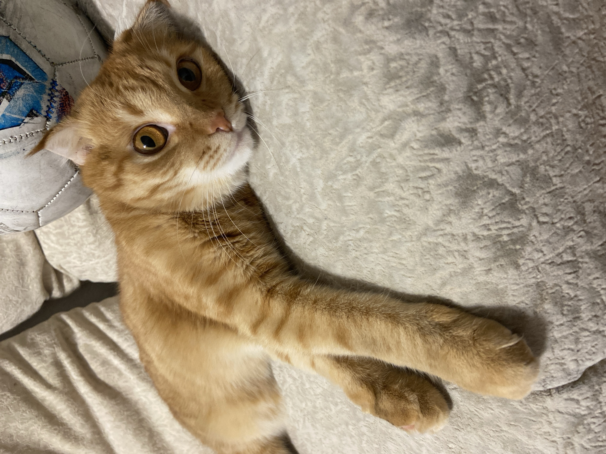 An orange tabby cat is lying on a textured, beige cushion. The cat's body is stretched out, with its front paws crossed. The cat's head is turned to the right, and its eyes are open and focused. Behind the cat is a white and blue soccer ball. The scene appears to be indoors, on a couch or bed. There is no discernible location in Balashikha, Russia.