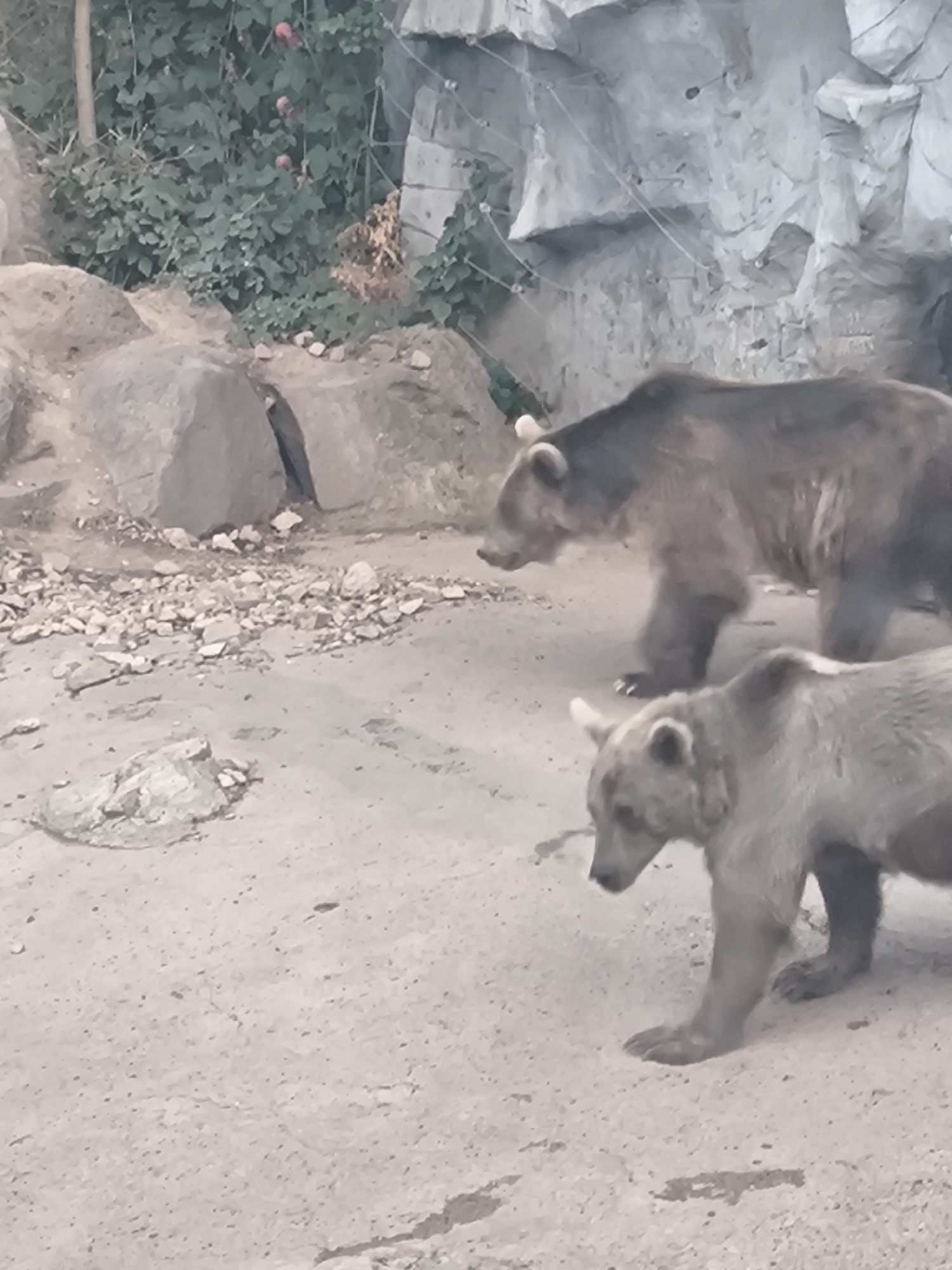 The image shows two brown bears in an enclosure at the Yerevan Zoo in Yerevan, Armenia. The enclosure appears to be rocky and has some sparse vegetation. In the foreground, a younger bear is walking towards the right of the frame. In the background, a larger bear is walking towards the left. The bears are the main subjects of the image, and they are captured in a naturalistic setting within the zoo.