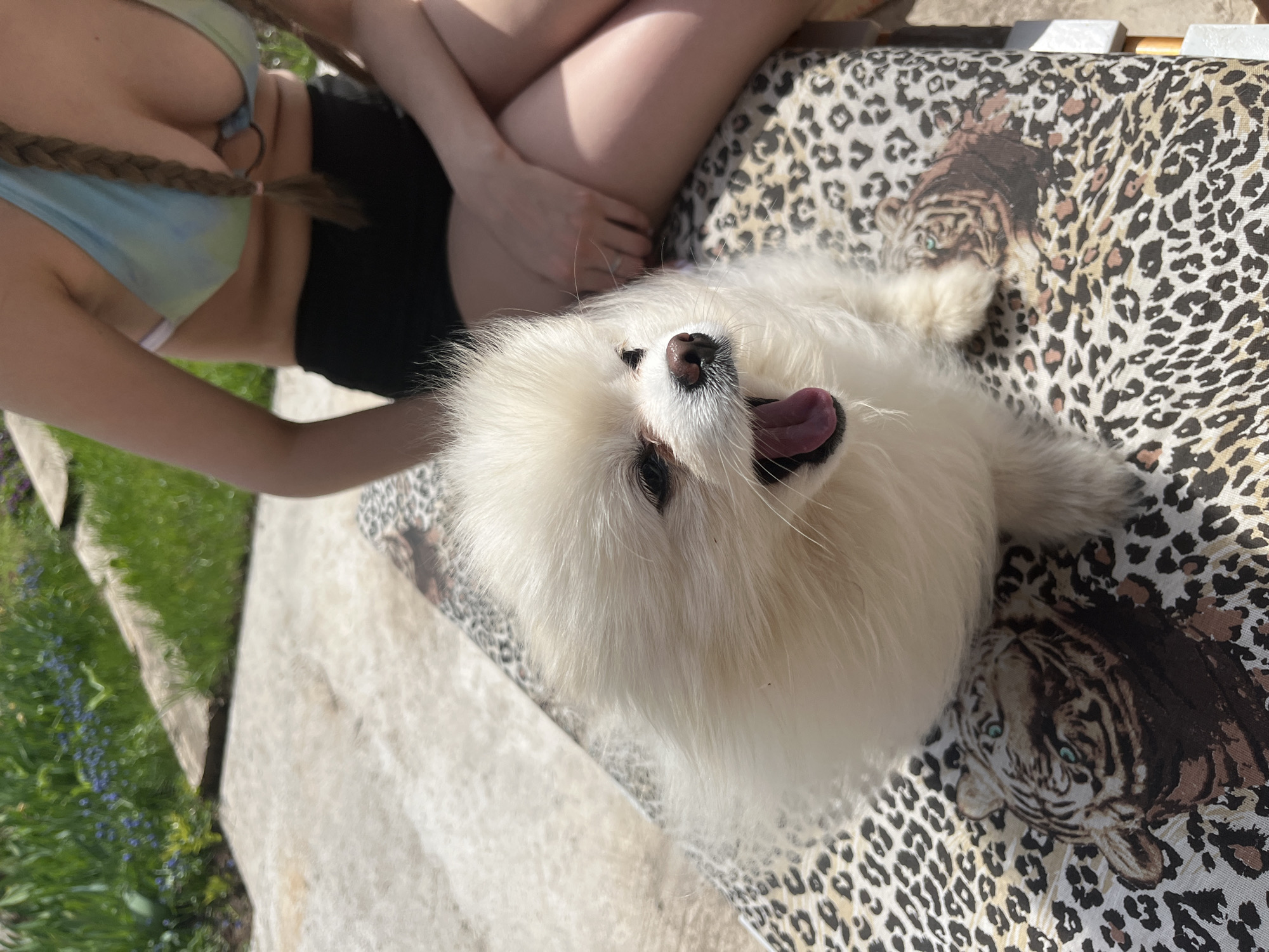 A medium shot of a white Pomeranian-type dog laying on its back on a bench covered in leopard print with an embedded image of a tiger, with its tongue hanging out. A woman is sitting next to the dog, with one arm visible. She is wearing a black pair of shorts and a blue and white top with her hair in pigtail braids. The scene appears to be outside. The exact location in Izhevsk, Russia, cannot be determined from the image.