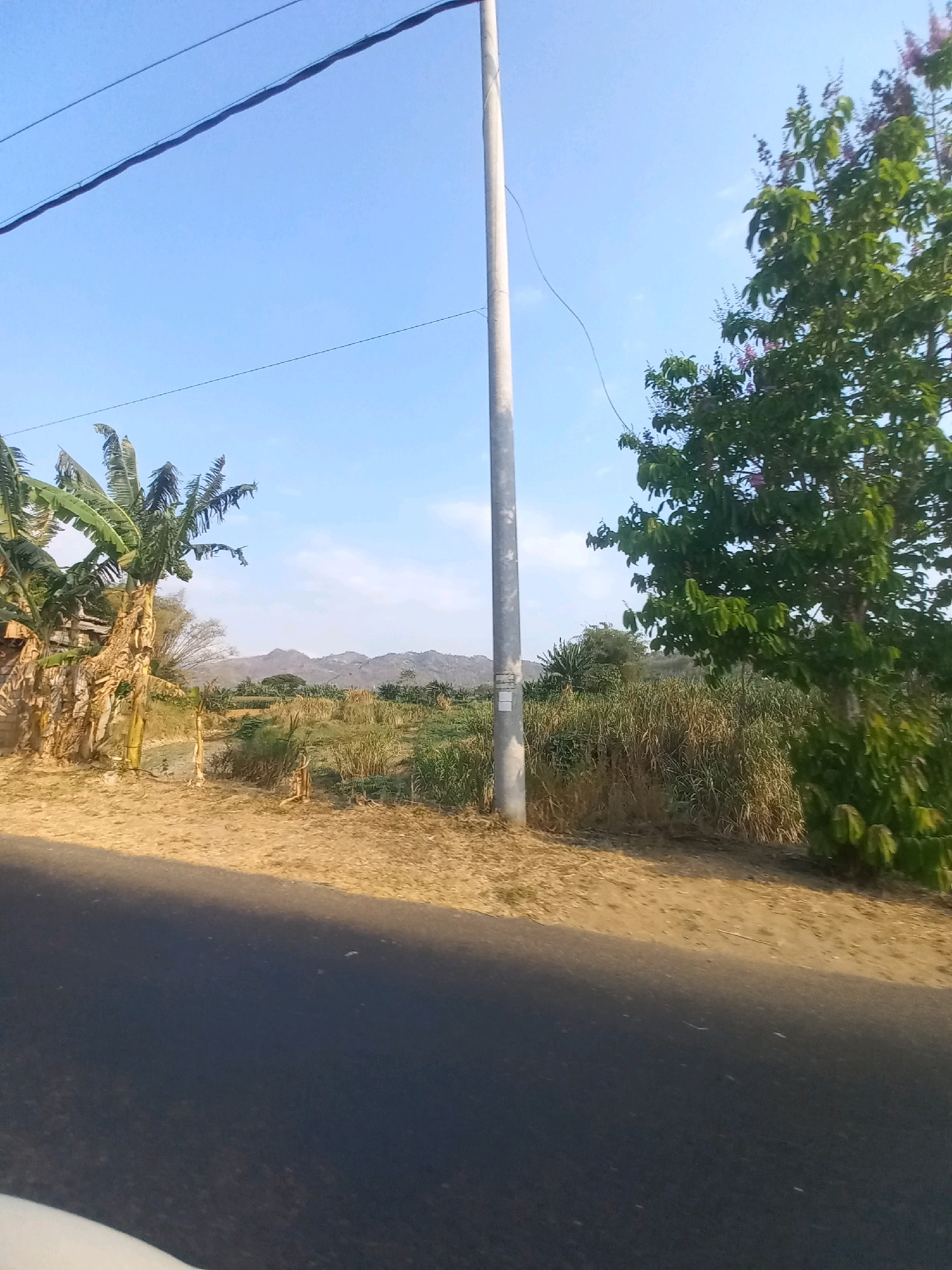 A horizontal, eye-level, medium shot captures a sun-drenched rural landscape in Kulurejo, Indonesia, with a paved road in the foreground. A dark asphalt road curves into the distance, casting a distinct shadow. To the right of the road, dry, golden-brown soil is visible, dotted with sparse vegetation. Beyond the soil, a dense field of tall, dried grasses and reeds stretches across the midground, interrupted by a few small green trees. A tall, slender, light gray utility pole stands prominently in the midground, positioned slightly to the left of center. To the left of the utility pole, a cluster of banana trees with broad, drooping leaves adds a touch of green to the scene. In the background, rolling hills with a hazy, bluish hue dominate the horizon, suggesting a vast, open expanse. The sky above is a clear, pale blue, with a few thin, white clouds scattered near the horizon. Power lines are strung across the upper portion of the frame. The overall impression is one of a tranquil, dry rural environment under a bright, clear sky.
