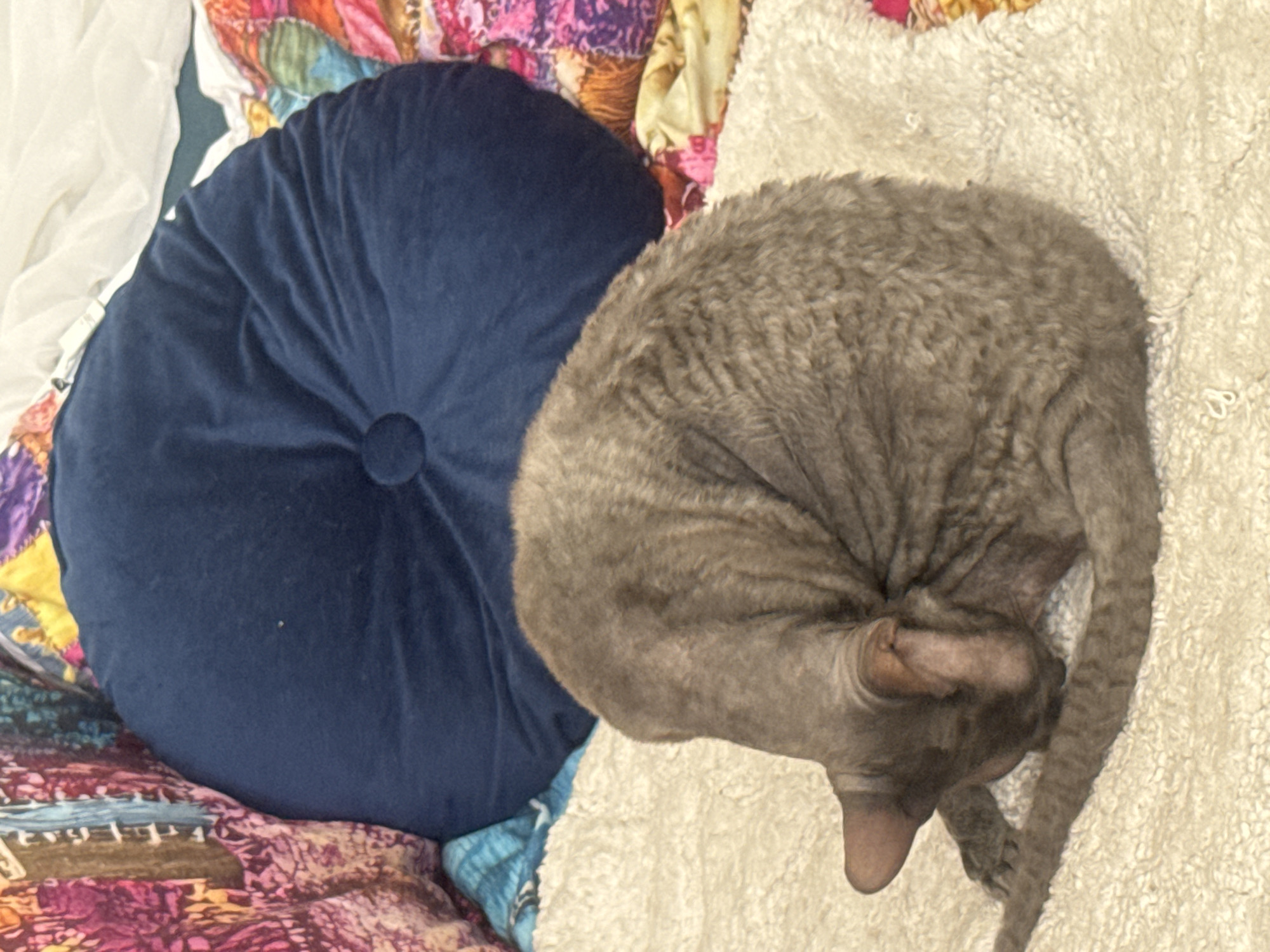 A grey-furred cat is curled up and grooming itself on a textured white blanket. Behind the cat is a large, round, navy blue cushion. The background consists of a colorful, patterned fabric, possibly a duvet cover or throw, with shades of pink, purple, yellow, and blue. The scene appears to be indoors, likely in a residential setting within the city of Ramat Gan, Israel.