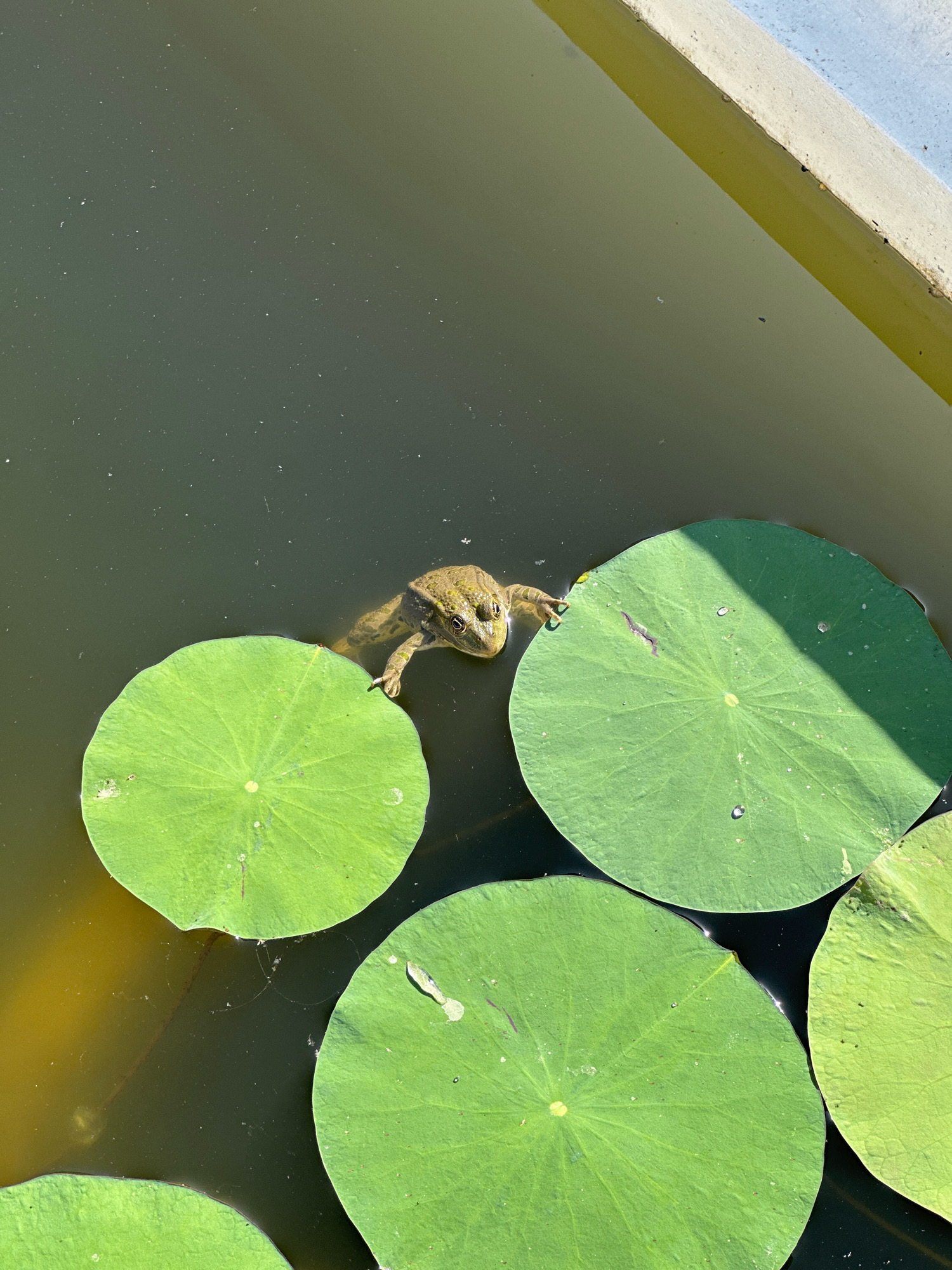 A brown and green frog is partially submerged in dark, murky water, resting its front legs on a large, round, green lily pad. The frog is facing the viewer, with its eyes clearly visible. Several other lily pads are also floating in the water. The scene appears to be in an outdoor pond or water feature, with a concrete edge visible at the top right of the frame, which is consistent with a location in the City of Zagreb, Croatia, possibly within a park or botanical garden. The water is calm, with sunlight reflecting off its surface in some areas.