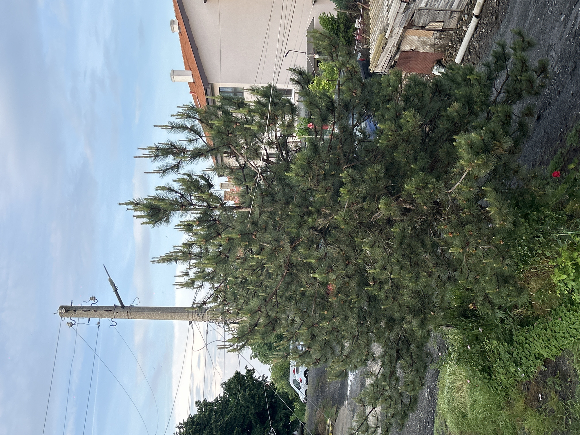 A photograph captures a tree laden with green needles. Behind the tree, a building with a visible red-tiled roof is seen. A concrete pole, connected with electrical cables, stands in the vicinity. A car is partially visible further back. The scene appears to be on a street, possibly in a residential area. The location is Burgas, Bulgaria.