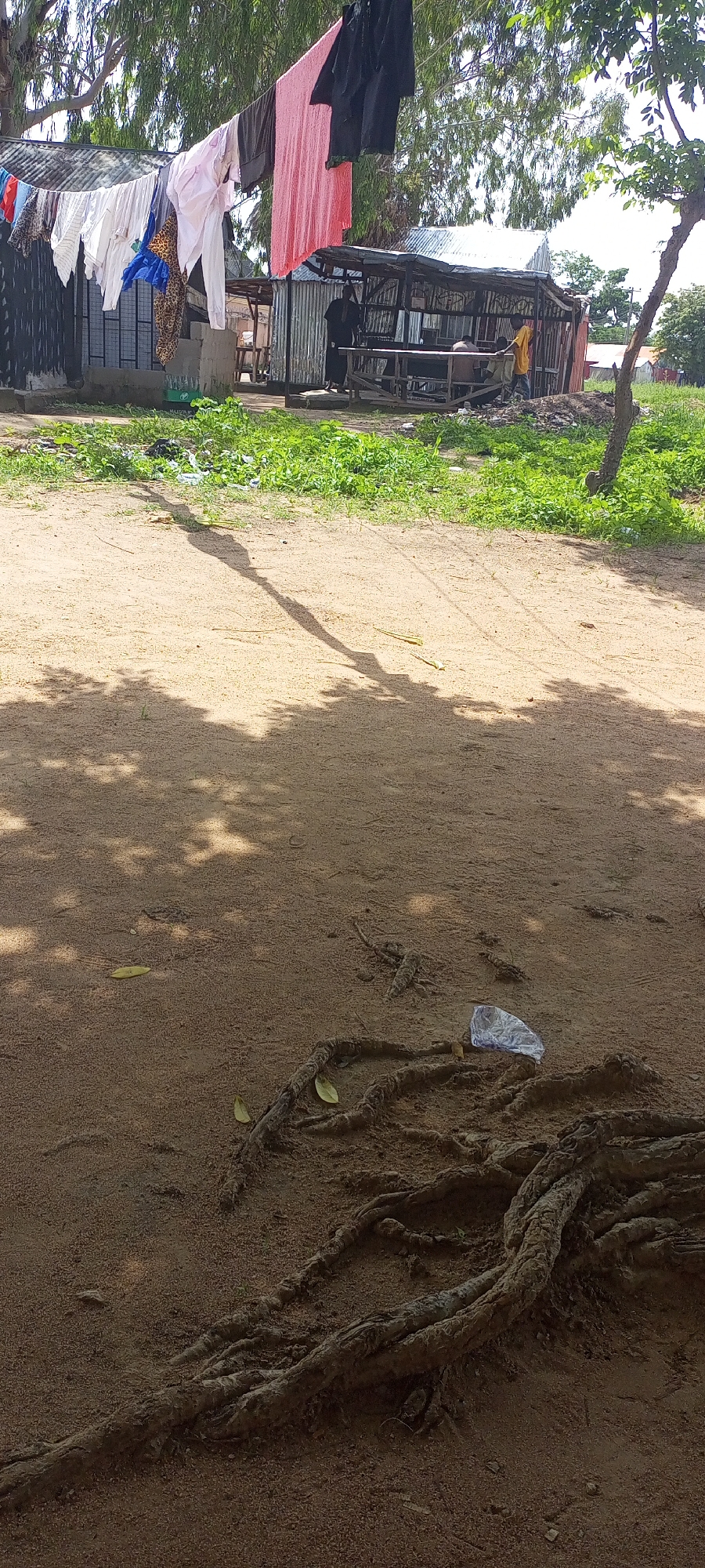 The image depicts an outdoor scene in Jalingo, Nigeria, likely in a residential or semi-commercial area. In the foreground, exposed tree roots emerge from sandy soil, with some scattered leaves and a crumpled plastic bag. The middle ground features a dusty path and a vibrant patch of green vegetation bordering a corrugated metal structure, which appears to be a makeshift shelter or shop. Clothing is drying on a clothesline strung between trees in front of this structure. Behind the shelter, several individuals are visible; one person in a dark robe stands near the entrance, while others are seated or standing within the structure. The background shows more vegetation and distant buildings, suggesting a community setting. The overall impression is one of everyday life in a warm, possibly arid, climate.