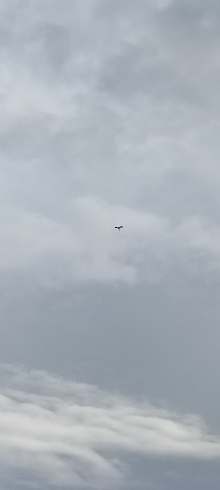 The image shows a bird flying in a cloudy sky. The bird is small and dark against the grey clouds. The overall lighting is soft and diffused due to the overcast conditions. The location is not discernible from the image.