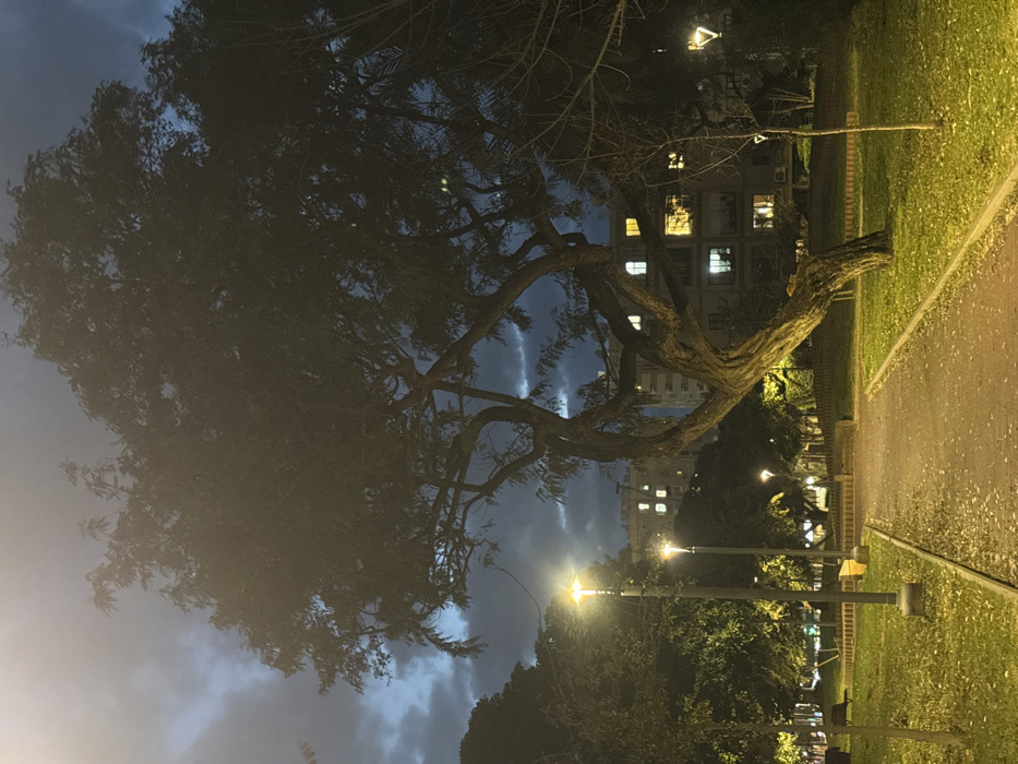 A crooked tree dominates the frame against a dimly lit park. Its branches reach out, partially obscuring a building with illuminated windows in the background. Streetlights cast a yellow glow, illuminating the pathway and grassy areas on the right side of the image. The sky is overcast, with faint clouds visible between the tree branches. The overall scene evokes a calm, nighttime atmosphere.