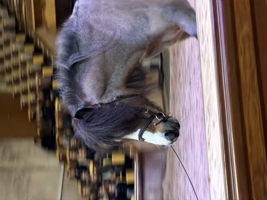 A horse head, adorned with a bridle, is visible in the frame's center. The horse has a dark mane covering its forehead and a gray coat. The background shows blurred figures resembling people in rows. A wooden structure, possibly a doorframe, borders the right side of the image. The photograph has a slightly blurred effect and is rotated.