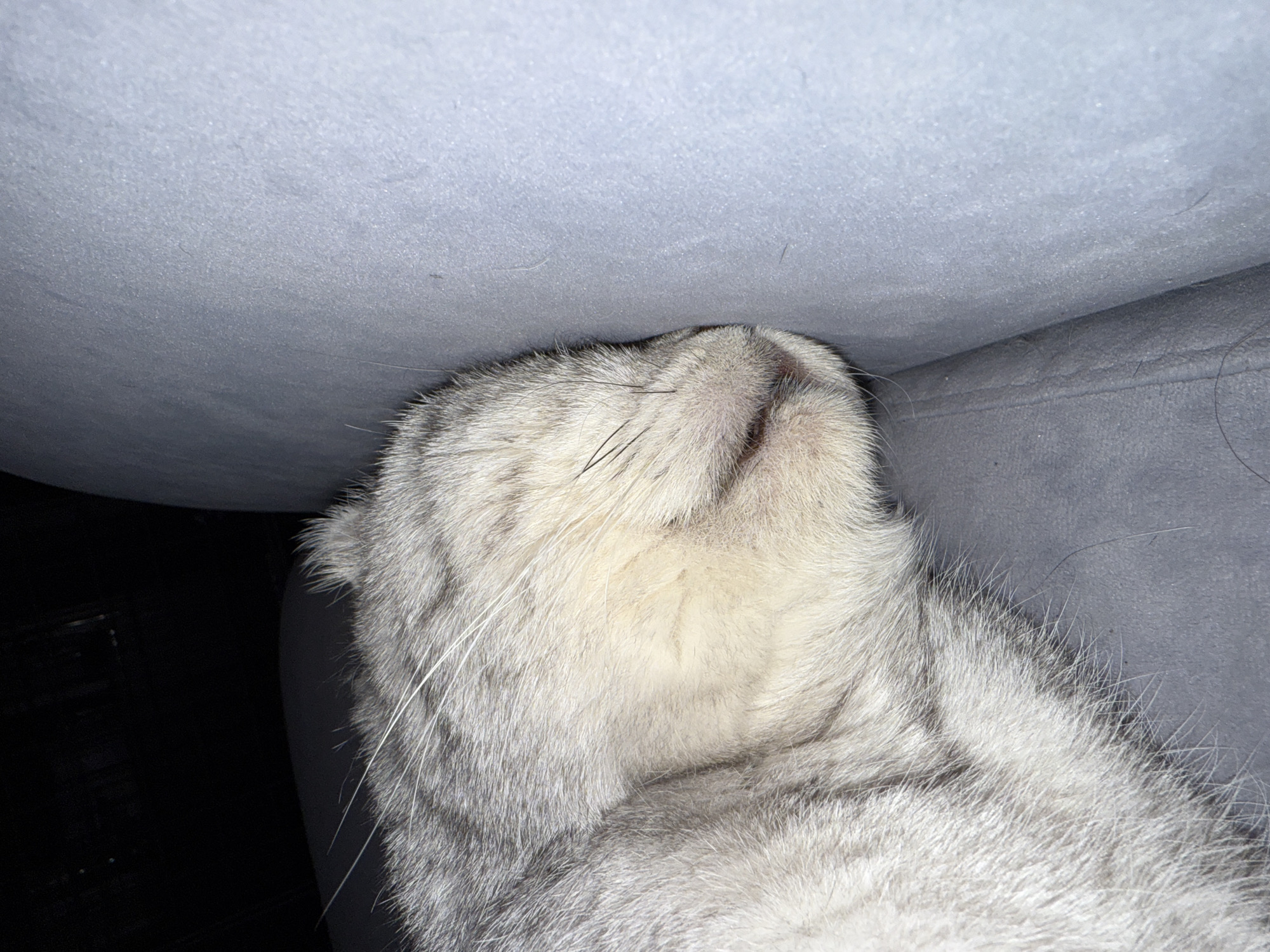 The image shows a close-up of a silver tabby cat. The cat is lying on a gray fabric surface, possibly a sofa or chair. The cat's head is tilted back, and its chin is pressed against the fabric above it. The background is out of focus, with some dark areas visible. The image does not provide any information about the location in the city of Лобаново, Russia, or any other details about people, subjects, objects, actions, interactions, or the environment beyond what is immediately visible in the photograph.