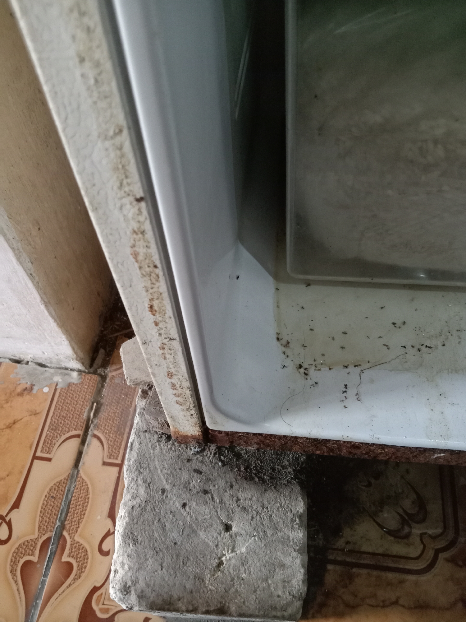 The image shows a close-up view of the bottom corner of a refrigerator, outdoors. The refrigerator appears to be an older model, with some rust and discoloration on its frame. It is supported by a concrete block, likely to keep it level or to prevent it from sinking into the ground. The surrounding area is paved with decorative tiles, some of which are cracked and worn. There are a significant number of small, dark insects, likely ants, on the ground and on the refrigerator itself. The scene suggests an outdoor setting, possibly a backyard or an alleyway, in a place where sanitation may be an issue. There are no people visible in the image. The lighting suggests it is daytime. No specific location in Jumput, Indonesia can be identified from the image.