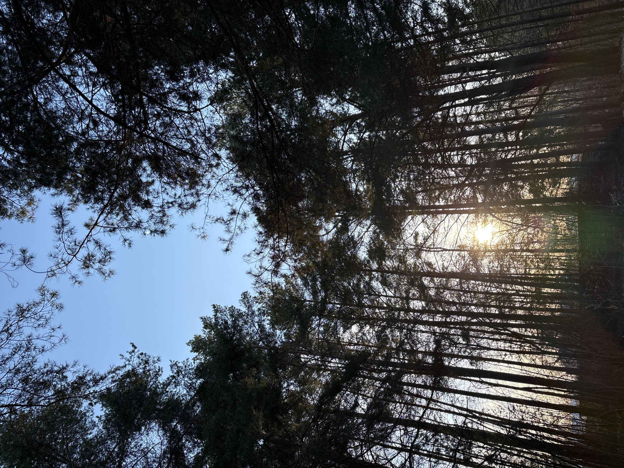The image presents an upward view through the canopy of a forest, possibly in the vicinity of Chaikovsky, Russia. The composition is dominated by the silhouettes of tall, thin trees against a bright sky, with the sun peeking through the branches on the right side, causing lens flare. The sky transitions from blue to a pale, hazy color near the horizon. The trees appear to be conifers, judging by the needle-like foliage visible in the upper left and lower left corners. The overall impression is of a dense forest environment.