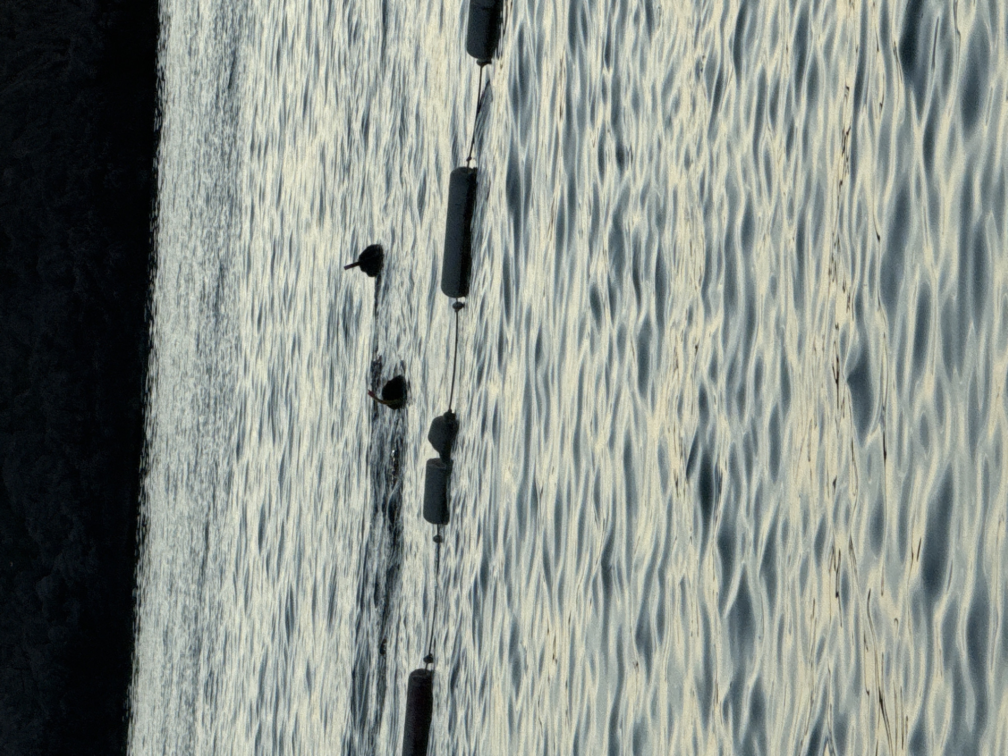 The image depicts a calm body of water with a dark, textured area on the left, possibly a shoreline or a dark object submerged in the water. On the right side of the image, the water is illuminated, creating a rippling effect with alternating bands of light and shadow. A series of dark, cylindrical buoys are suspended vertically on a line, connected by thin ropes. These buoys appear to be spaced at intervals along the line, marking a boundary or a path. There are two small birds visible in the water near the buoys. One bird is perched on a buoy line, and another is in the water. The lighting suggests it might be daytime, with the sun reflecting off the water's surface. The overall scene conveys a sense of tranquility and nature. There is no visible text in the image.