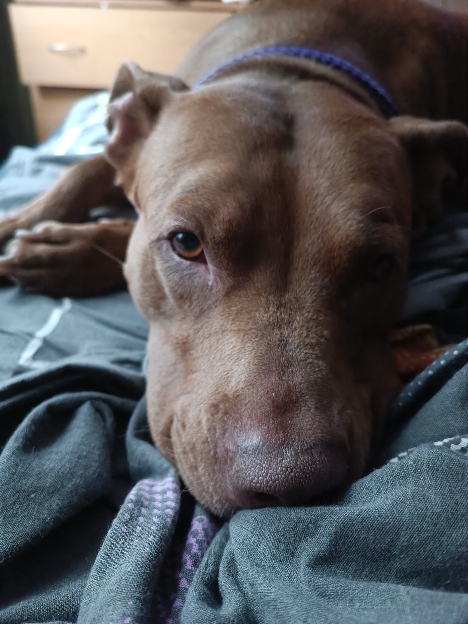 A close-up, eye-level shot focuses on the face of a brown pit bull-type dog lying on a bed. The dog's head is resting on a dark gray blanket with a subtle purple patterned texture visible. A blue braided collar is worn around the dog's neck. In the background, a light brown dresser with a drawer handle is partially visible. The dog's left eye is open and appears to be looking towards the camera. The overall scene suggests a domestic setting. The location is not specified in the image.