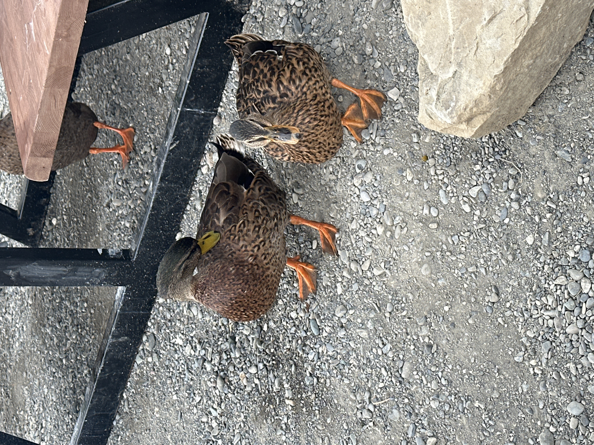 Two mallard ducks are visible on a gravel surface. The duck on the left is facing away from the camera, preening its wing. The duck on the right is facing the camera, with its head slightly tilted. Both ducks have mottled brown plumage and bright orange feet. In the background, a black metal fence and a wooden bench are visible. A large, light-colored rock is in the foreground on the right side of the image. The scene appears to be outdoors in an urban or semi-urban environment.
