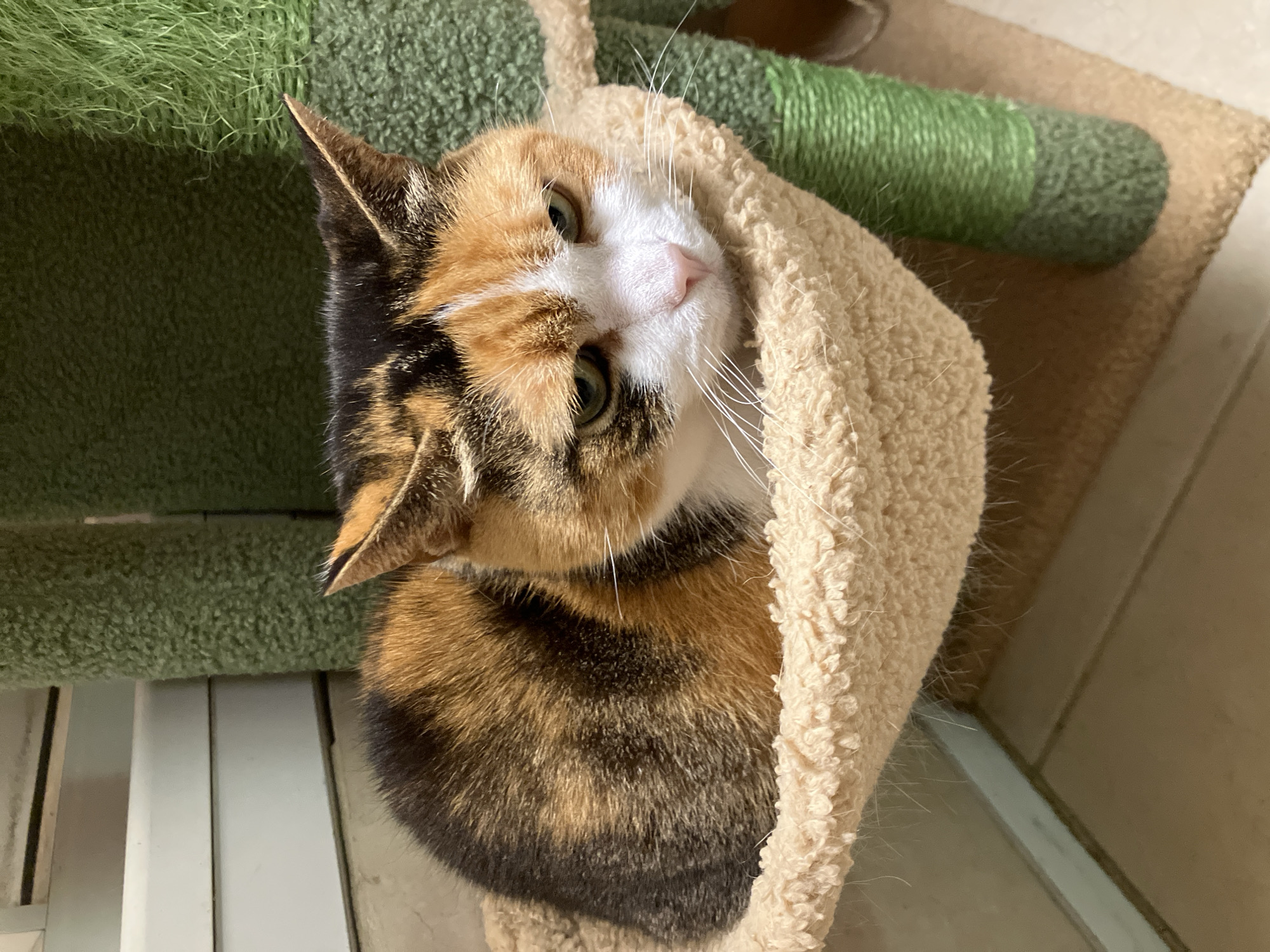 A calico cat is curled up inside a tan, fuzzy pet bed, part of a cat tree. The cat has a white, orange, and black patterned coat, with pointed ears and green eyes. The cat is looking up at the camera with a slight tilt of its head. The cat tree is green and tan, and the background includes a white-painted metal frame and a light brown tile floor. The location is not discernible from the image.