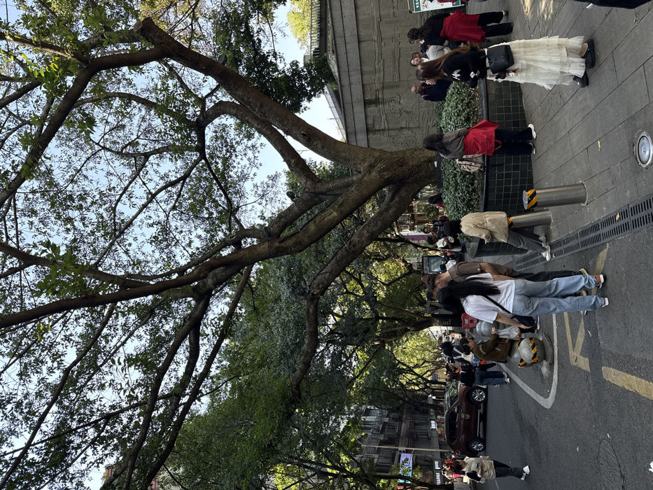 A daytime urban scene in Yuzhong District, China, depicts a busy street lined with multi-story buildings and numerous trees with green foliage. A prominent, large tree with a thick, multi-branched trunk stands in the mid-ground on the right, surrounded by a dark-tiled circular planter filled with low green bushes. Behind the tree, a concrete retaining wall features bas-relief carvings, with a partial view of an elevated structure beyond it.
The paved sidewalk in the foreground is occupied by approximately 25-30 individuals, mostly adults, dressed in casual clothing. On the left side of the frame, a dark brown SUV is parked on an asphalt road with visible yellow lane markings. A drainage grate and several metal bollards separate the sidewalk from the road on the right. Further left, a woman in a light jacket and dark pants walks towards the left.
In the central foreground, a group of people is gathered. A woman with long dark hair, wearing a white t-shirt and light blue jeans, stands with her back to the viewer, facing a man in a brown shirt. Adjacent to them, another woman in a beige jacket and grey pants kneels or bends near a low, rounded concrete bollard with yellow and black markings. Other individuals are distributed across the sidewalk, some standing around the tree planter, including a woman in a red jacket seen from behind, and a woman in a black top and long white pleated skirt. In the background, additional pedestrians are visible near the buildings and the carved wall. The sky is partially visible as clear blue through the tree canopy.