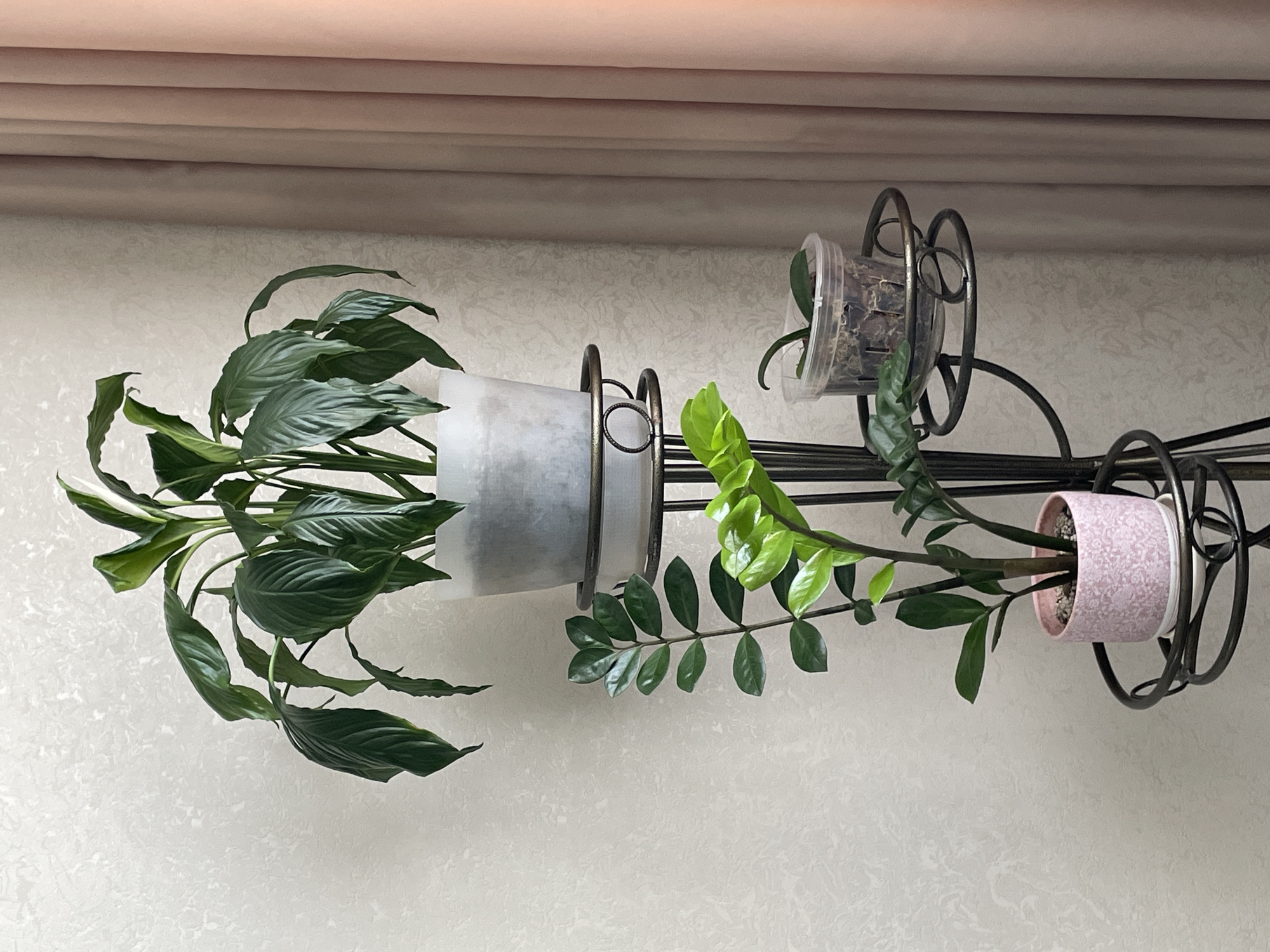 A horizontal shot shows a three-tiered plant stand with plants in different pots, set against a wall. The stand is dark metal with circular holders for each pot. On the left, a large peace lily with glossy, dark green leaves sits in a white pot wrapped in what appears to be frosted plastic. To the right, a ZZ plant with dark stems and bright green, oval-shaped leaves extends from a pink patterned pot. A small clear plastic container with some greenery sits in the topmost holder. The wall behind the plants is light-colored with a subtle texture, and a beige curtain hangs in the background. The location is Unknown, Russia.