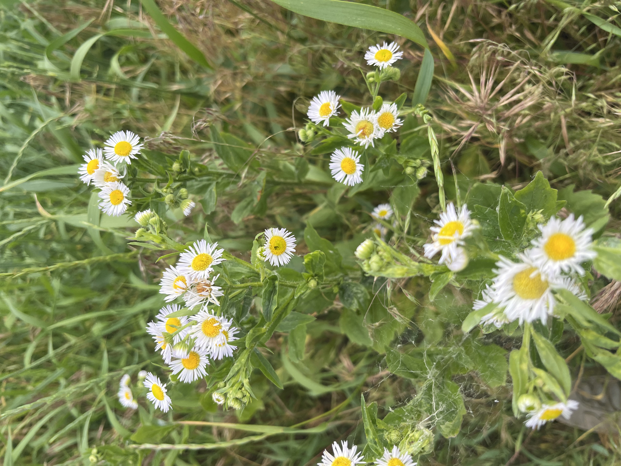 This is a close-up, eye-level shot of a cluster of white daisies with yellow centers, surrounded by green grass and dried plant material. Some of the daisies are in focus, while others are blurred, suggesting shallow depth of field. Delicate spiderwebs are visible, draped over the plants in the foreground and on some of the daisy stems. A small spider, possibly a crab spider due to its light color and shape, is perched on one of the daisy clusters. The overall scene conveys a natural, wild environment. The location is unknown.