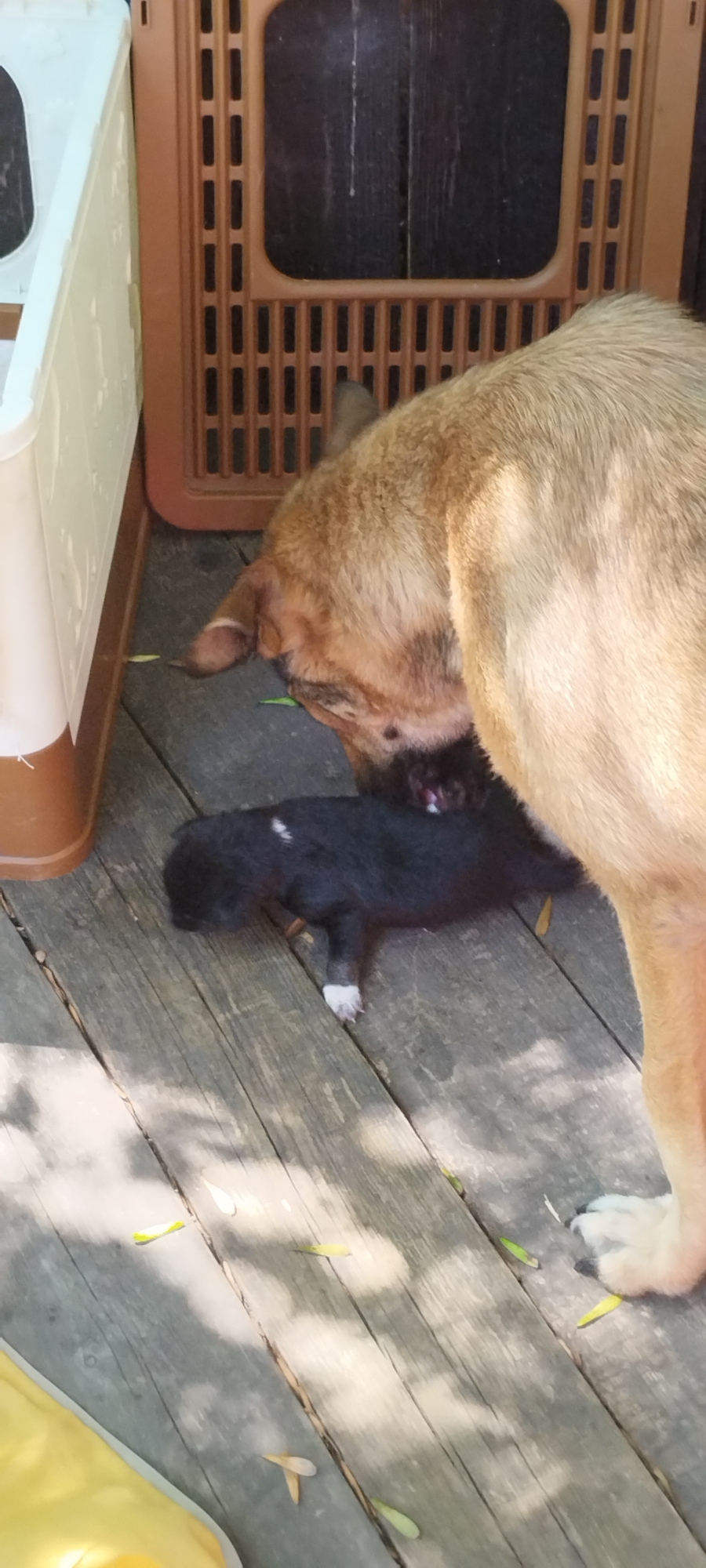The image shows a large brown dog interacting with a small black puppy on a wooden deck. The puppy has a white patch on its chest and white markings on its paws. The dog appears to be sniffing or licking the puppy. To the left of the dogs is a white plastic container, and behind them is a brown plastic crate with a slatted design. The wooden deck is weathered and shows signs of age. Scattered on the deck are a few green leaves. The lighting suggests it is daytime, with dappled sunlight casting shadows on the wood. The image does not provide any information to determine the location within Yaroslavskaya, Russia.