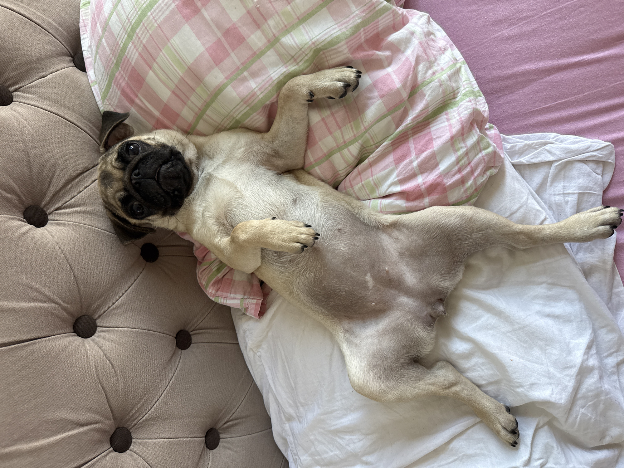 A fawn-colored pug dog is lying on its back on a bed. The dog is positioned on top of a white sheet and a pink and green plaid pillow. A tufted headboard, upholstered in a muted pink fabric, is visible behind the dog. The dog's paws are resting on its chest, and its legs are splayed out. The background is a pink bedsheet.
