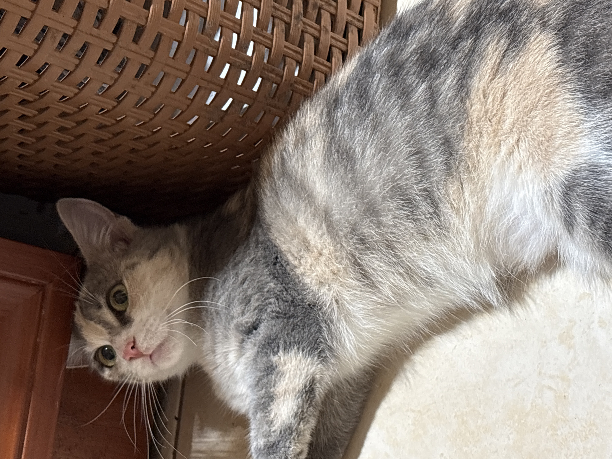 A tortoiseshell cat is lying on a tiled floor next to a woven basket. The cat has patches of grey, white, and orange fur. Its eyes are wide and green, and its ears are perked up. The cat is looking to its left, with its body stretched out. The basket is made of a light brown wicker and is positioned to the right of the cat. The floor is light beige with a subtle pattern. The background shows a wooden cabinet on the left and a dark shadow on the upper right. There is no indication of the location in Provadia, Bulgaria.