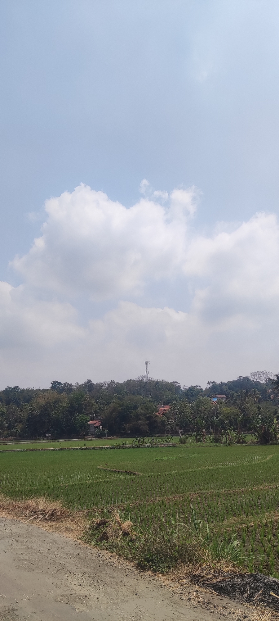 The image captures a wide view of a rural landscape in Panongan, Indonesia, under a bright, partly cloudy sky. In the foreground, a dirt road runs along the bottom edge, with dry grass and vegetation bordering it. Beyond the road lies a lush green rice paddy, stretching towards a dense line of trees that forms the midground. The trees are a mix of various species, with some houses partially visible through the foliage, indicated by red roofs. Dominating the center of the tree line is a tall telecommunications tower. The background consists of rolling hills covered in trees, with a few more houses scattered across them. The overall impression is one of natural beauty and rural life.
