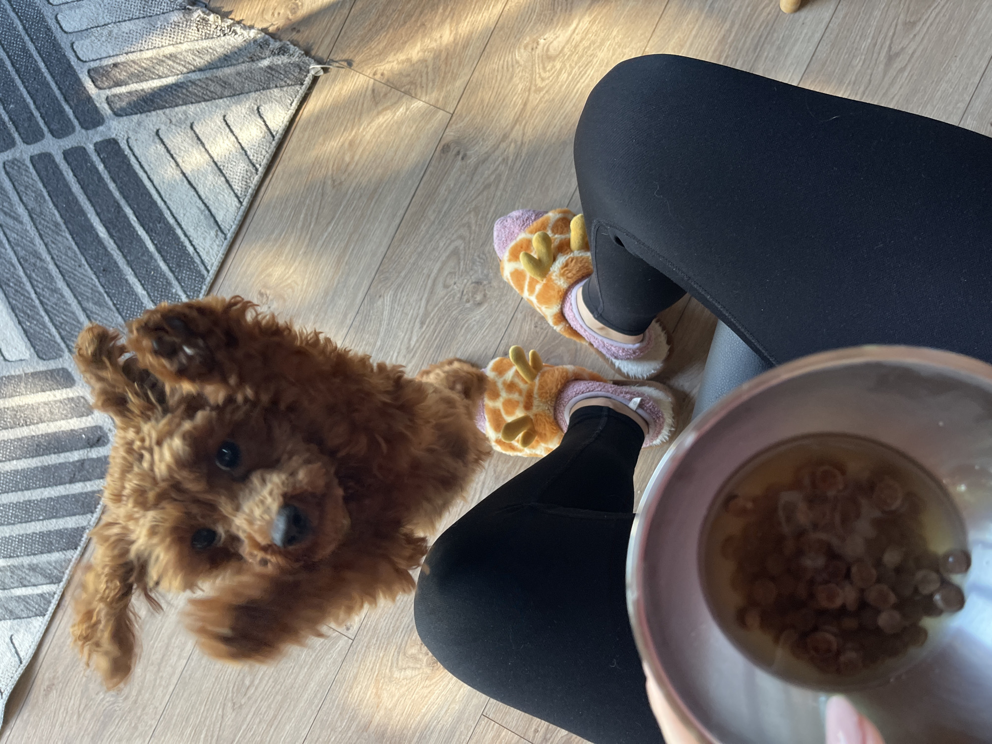 A high-angle shot depicts a domestic scene. A brown poodle stands on a light brown wooden floor next to a person wearing black leggings and giraffe-patterned slippers. A metallic bowl containing liquid and small brown pellets is held by the person. A grey and white patterned rug is visible in the upper left corner of the frame. The location appears to be indoors. There are no elements to specifically indicate Sofia, Bulgaria.