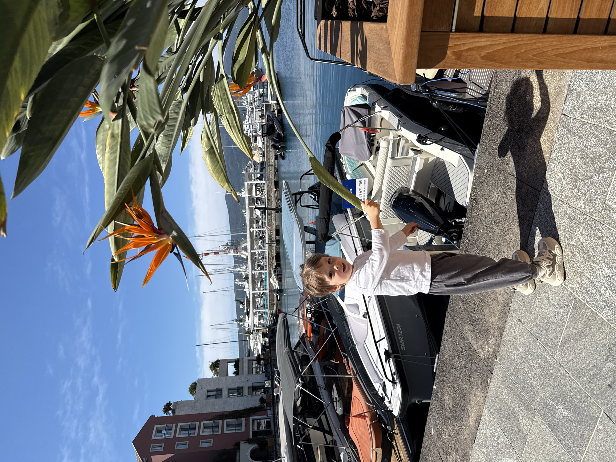 This media file captures a vibrant, sunny scene at a marina, identified by context as Tivat, Montenegro. The main subject is a young boy with light brown hair, dressed in a white long-sleeved shirt and grey trousers, smiling and looking towards the camera. He stands on a grey tiled quay, holding a long green leaf from a large bird of paradise plant (Strelitzia reginae) with distinct orange and blue flowers, which partially frames the upper left of the image.
The boy is positioned next to a modern, dark grey and white motorboat, featuring orange upholstery accents, docked in the marina. The boat displays the identification "SMR1238" on its hull. Inside the boat, a blue sign is visible with the text "67 671 705" and "CHARTERS & TRANSFERS," indicating commercial boat services.
In the background, numerous other boats and yachts are moored in the calm, blue waters of the marina, with their masts extending towards the clear blue sky. Buildings of various architectural styles, including some with reddish-brown exteriors and white-framed windows, line the distant waterfront. The bright sunlight casts a long shadow of the boy on the ground to his right, indicating it is broad daylight, likely late morning or early afternoon. The overall impression is one of a cheerful and leisurely day by the sea.