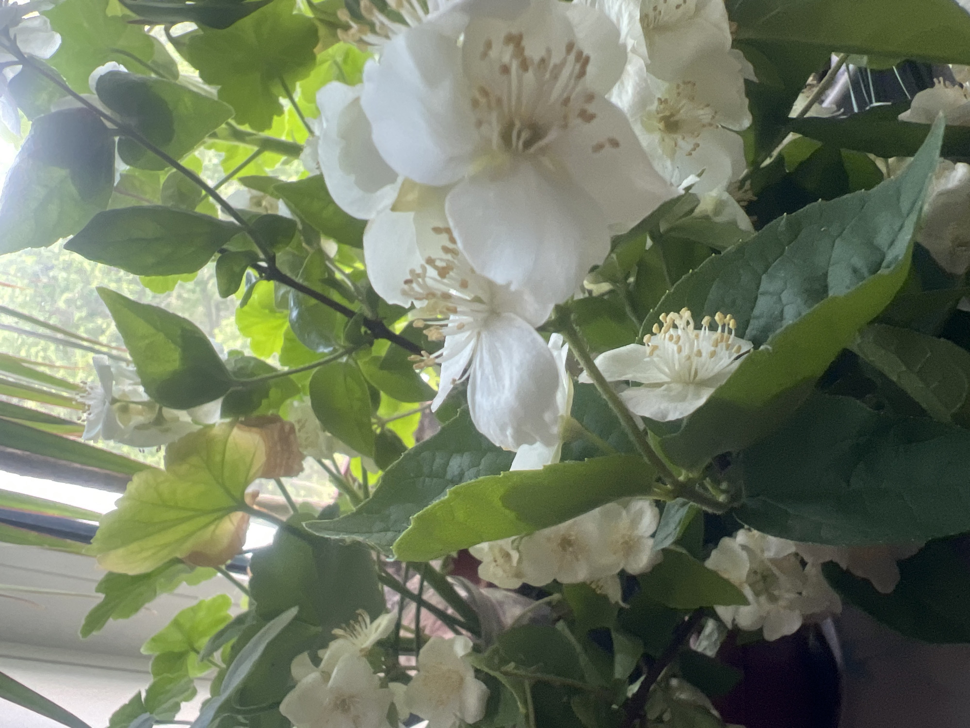 A close-up, low-angle shot captures a cluster of white jasmine flowers and green leaves against a blurred background of a window and possibly a plant. The jasmine flowers are in various stages of bloom, with delicate white petals and prominent yellow stamens. Sunlight streams in from the window, illuminating the flowers and leaves, creating a soft, diffused light. Some of the leaves show signs of browning at the edges, suggesting potential stress or wilting. The overall impression is one of natural beauty and tranquility, with a touch of the organic imperfections of plant life.