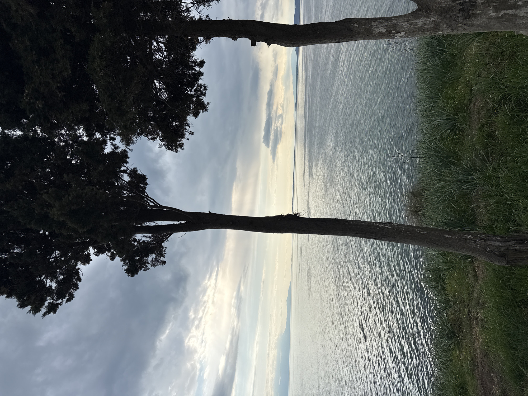 The image depicts a landscape scene, possibly near a body of water, observed through two trees. The trees frame the water, reflecting light and texture. A horizon line separates the water from the sky, with cloud formations visible above. The immediate foreground contains grass or vegetation growing along the edge. The composition suggests a natural setting, potentially near the city of Fanari, Greece, characterized by a water view framed by local vegetation. No people, subjects, objects, actions, or interactions are visible in the frame, only the essential details of the environment are captured.