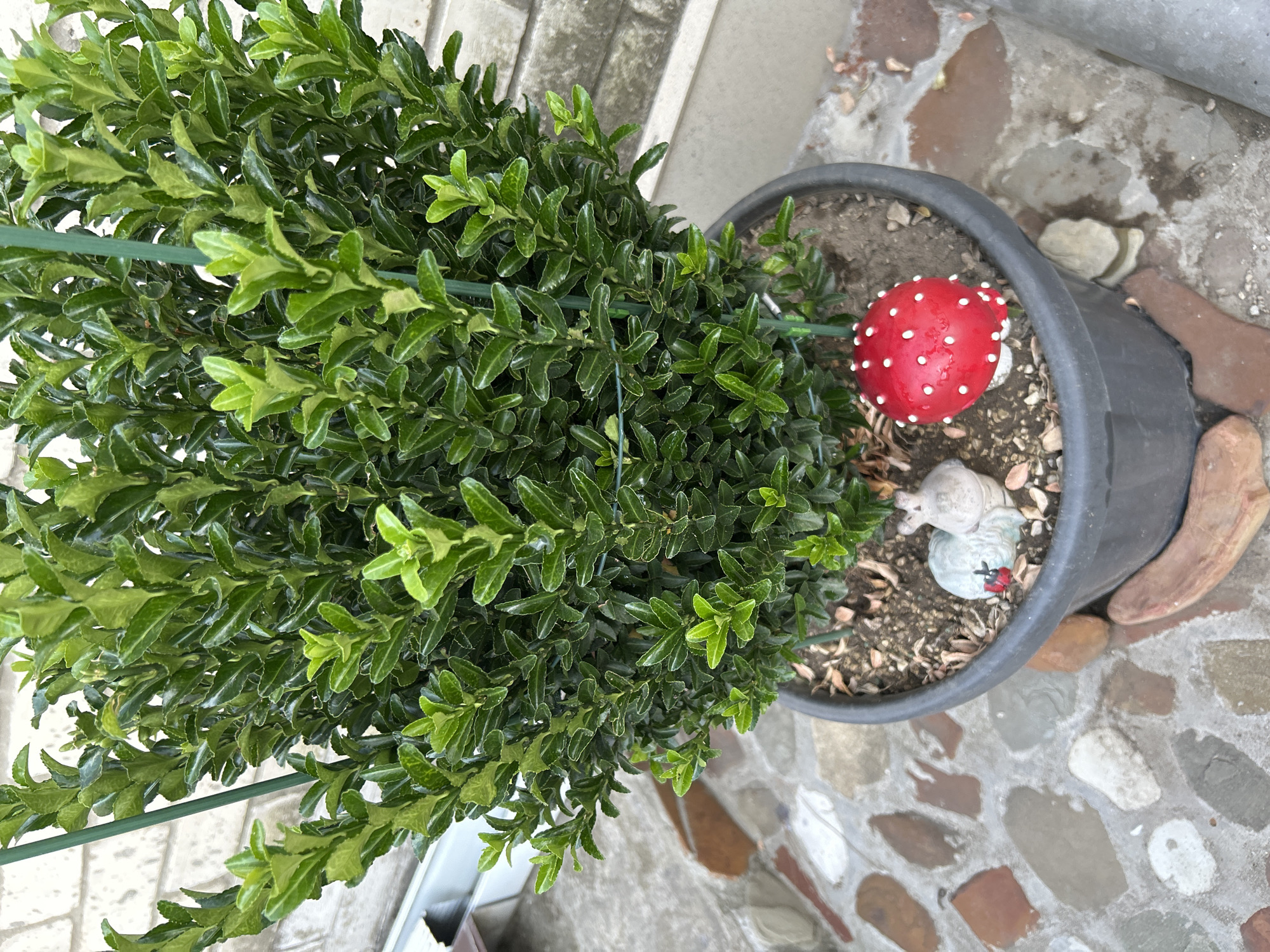 In Gelendzhik, Russia, a potted evergreen plant stands on a cobblestone patio. The plant, with its dense, dark green foliage, is supported by a thin green stake. At the base of the plant, nestled in the dark soil, are two decorative garden ornaments: a small, light-colored ceramic animal, possibly a rabbit, and a bright red mushroom with white spots, resembling a toadstool. The patio stones are a mosaic of various earthy tones, including brown, grey, and white. In the background, a light-colored brick wall and a section of a metal gutter are visible. The overall scene suggests an outdoor residential setting.