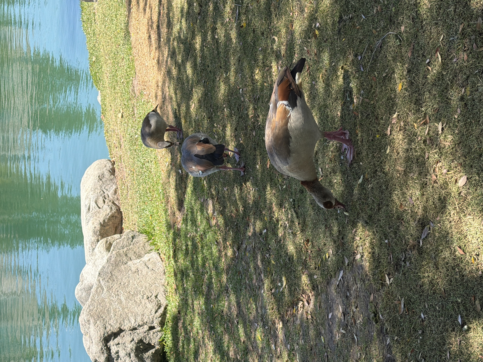 Three Egyptian geese are foraging on a grassy bank next to a body of water. The geese have brown and grey plumage with white markings and pink legs. The body of water appears to be a lake or pond, with calm, greenish-blue water reflecting the sky. Large rocks are visible on the left side of the image, and the ground is covered in grass and scattered fallen leaves. Sunlight filters through the trees, casting dappled shadows on the ground. The scene is likely in a park or natural area, possibly within the city of Irvine, United States of America, given the presence of well-maintained landscaping and a body of water often found in planned communities.