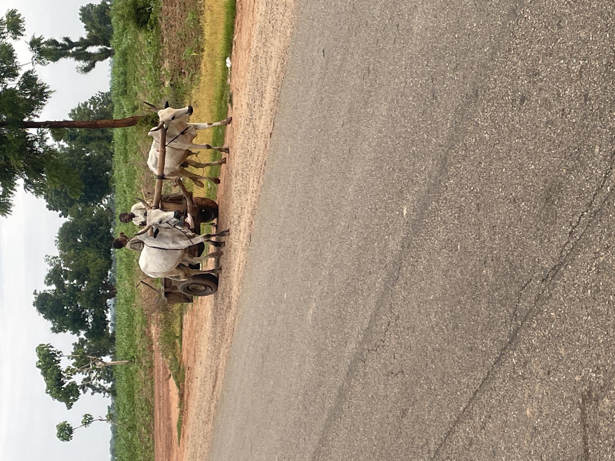 In Basirka, Nigeria, two white oxen are yoked to a wooden cart on a dirt road next to a paved road. Two young boys, dressed in light-colored clothing, are seated on the cart. The ox in front is facing left, while the ox behind it is facing right. The cart has two spoked wheels. The surrounding environment includes green fields, trees, and a cloudy sky.