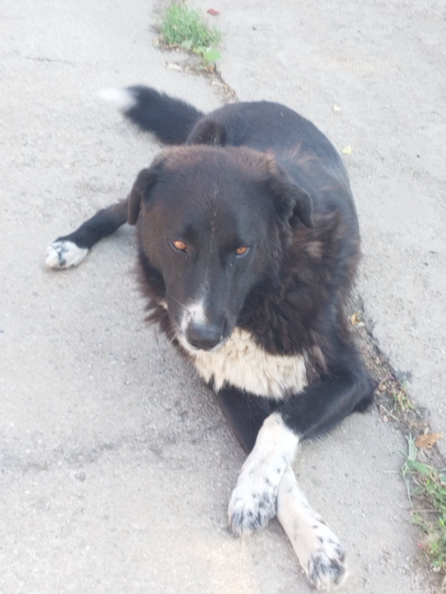 A black and white dog with amber eyes lies on its side on a cracked asphalt surface. Its front paws are crossed, and the dog's tail is white-tipped. Green vegetation is visible on the right side of the image, and a faint shadow suggests it is daytime. The environment appears to be an outdoor urban setting, possibly a street or pathway. There are no people or other animals visible in the frame. The image is taken from a high-angle perspective, looking down at the dog. No specific location in Bucharest, Romania can be determined from the visual information alone.