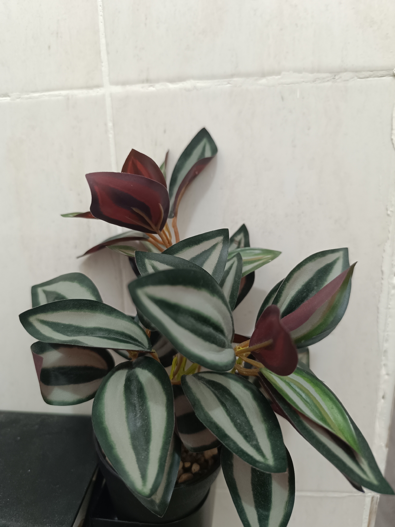 This is a close-up, eye-level, indoor shot of a potted plant. The plant has green and silver striped leaves, with some leaves also having dark red undersides. The plant is in a black pot, and some of the soil is visible with small pebbles. The background is a white tiled wall, with the grout lines visible. The lighting is even, suggesting it's an indoor setting, possibly with artificial light. There is no text visible in the image. The overall scene is simple and focuses entirely on the plant.