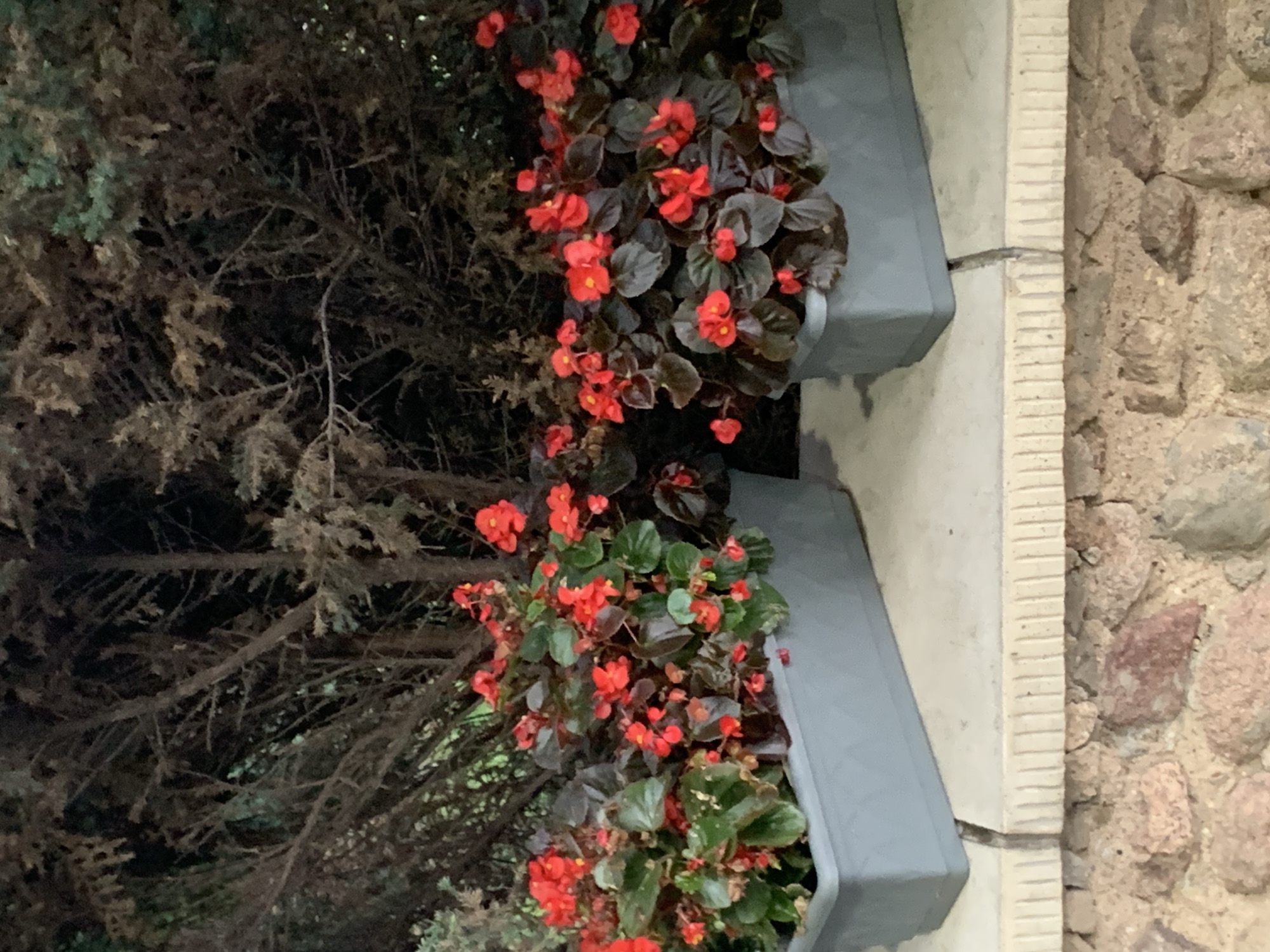 The image shows two grey planters filled with red begonias and dark green foliage. The planters are situated on a light-colored stone ledge. Behind the planters, a dense background of dark tree branches is visible. The lower portion of the image reveals a stone wall constructed from rough-hewn, irregularly shaped stones in shades of pink and brown. No people are present in the scene. The lighting suggests it is either dusk or nighttime, with some ambient light illuminating the flowers and planters. There are no identifiable landmarks or elements that specifically indicate the location is in Kapyĺ, Belarus.